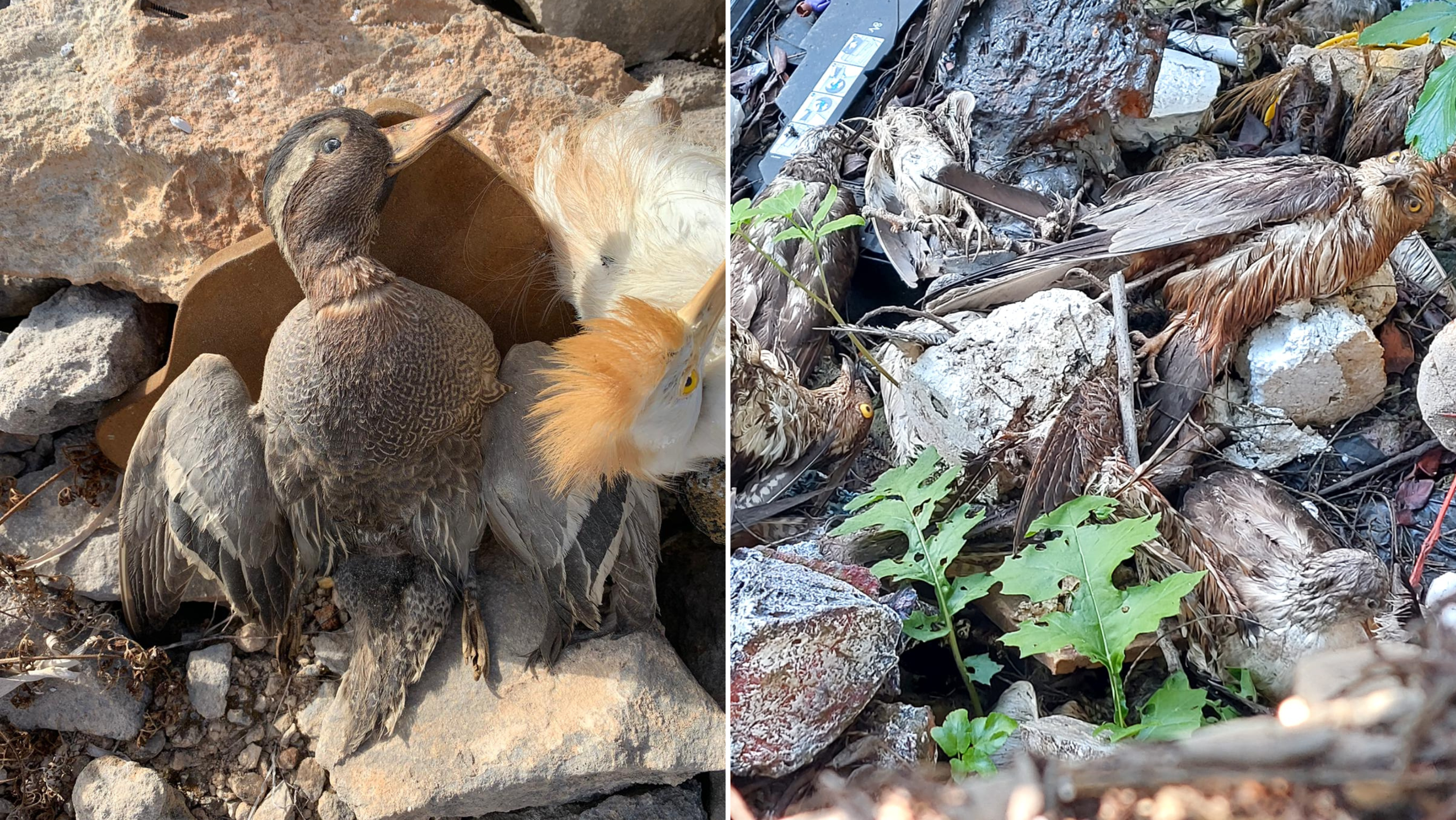 BirdLife Malta condemns reopening of 'stuffed bird' transfers ahead of general election