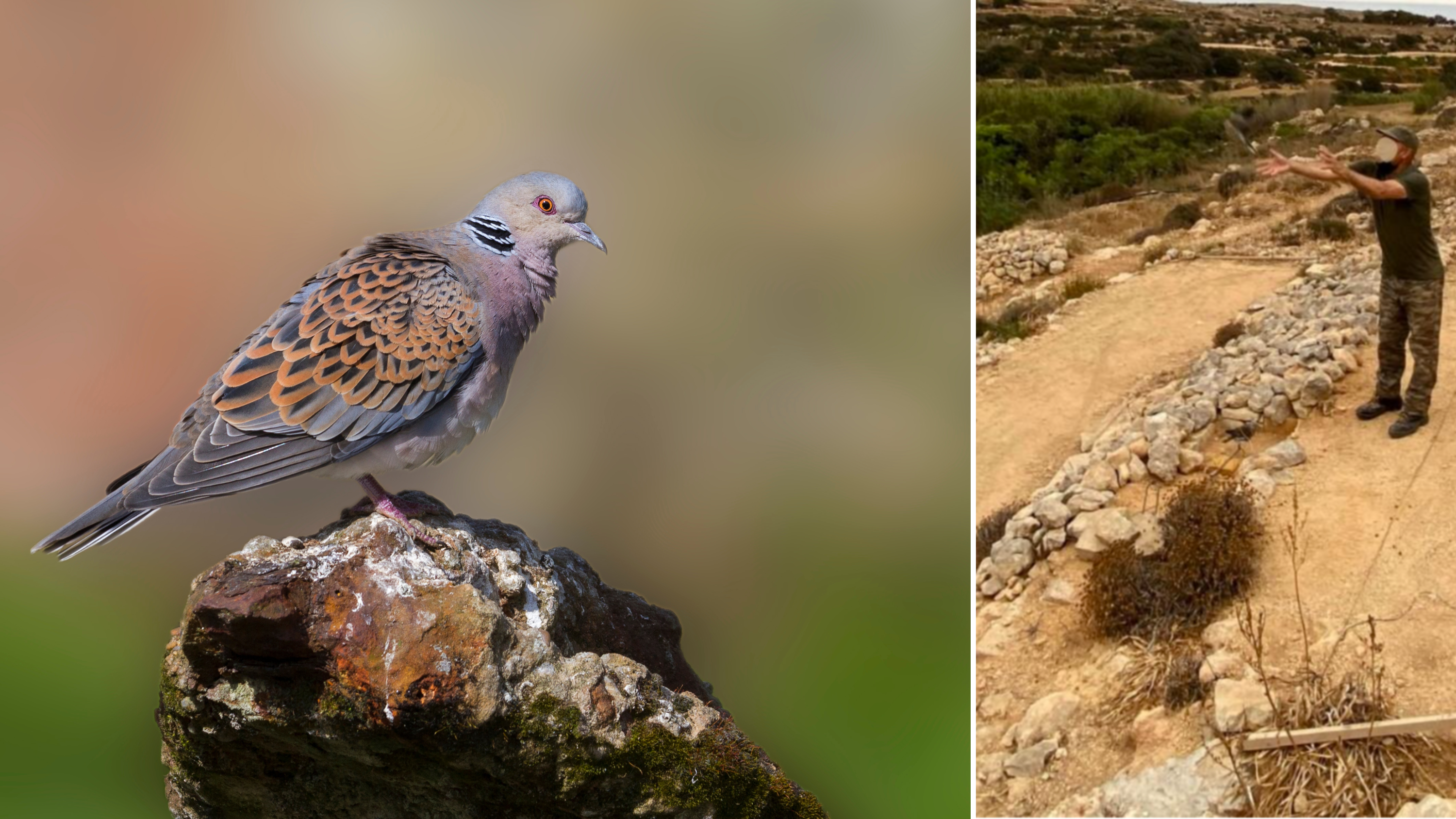 How a turtle dove tagged in Malta ended up in Ukraine