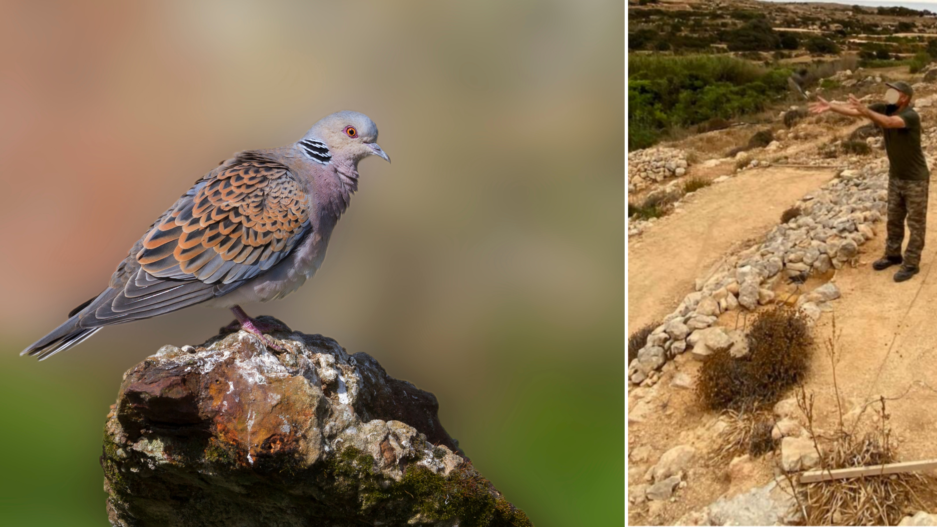 This bird’s particular journey was peculiar because it indicated an unfamiliar route for wild turtle doves migrating over Malta