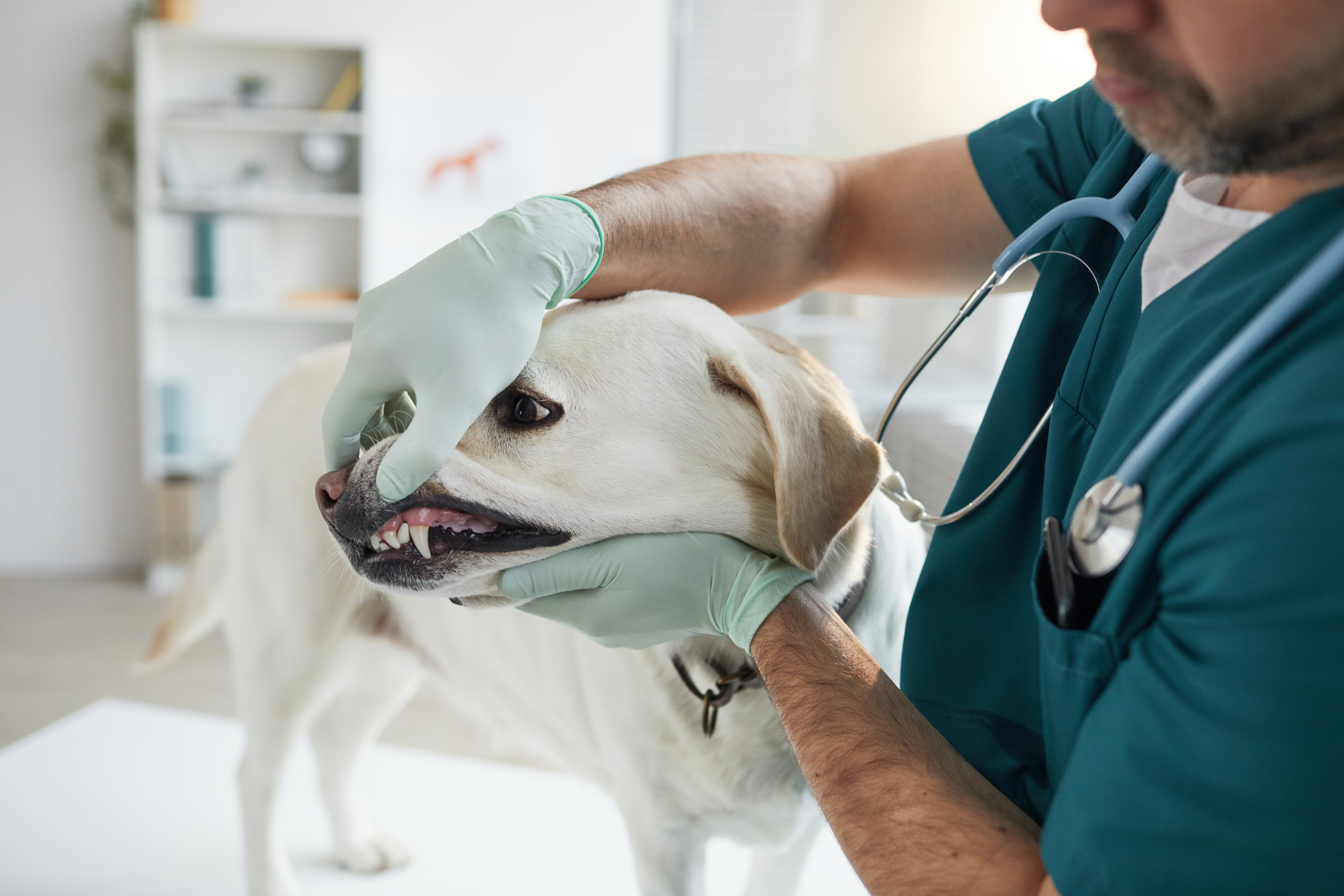 Loved and hated: On being a vet | Andrew Agius