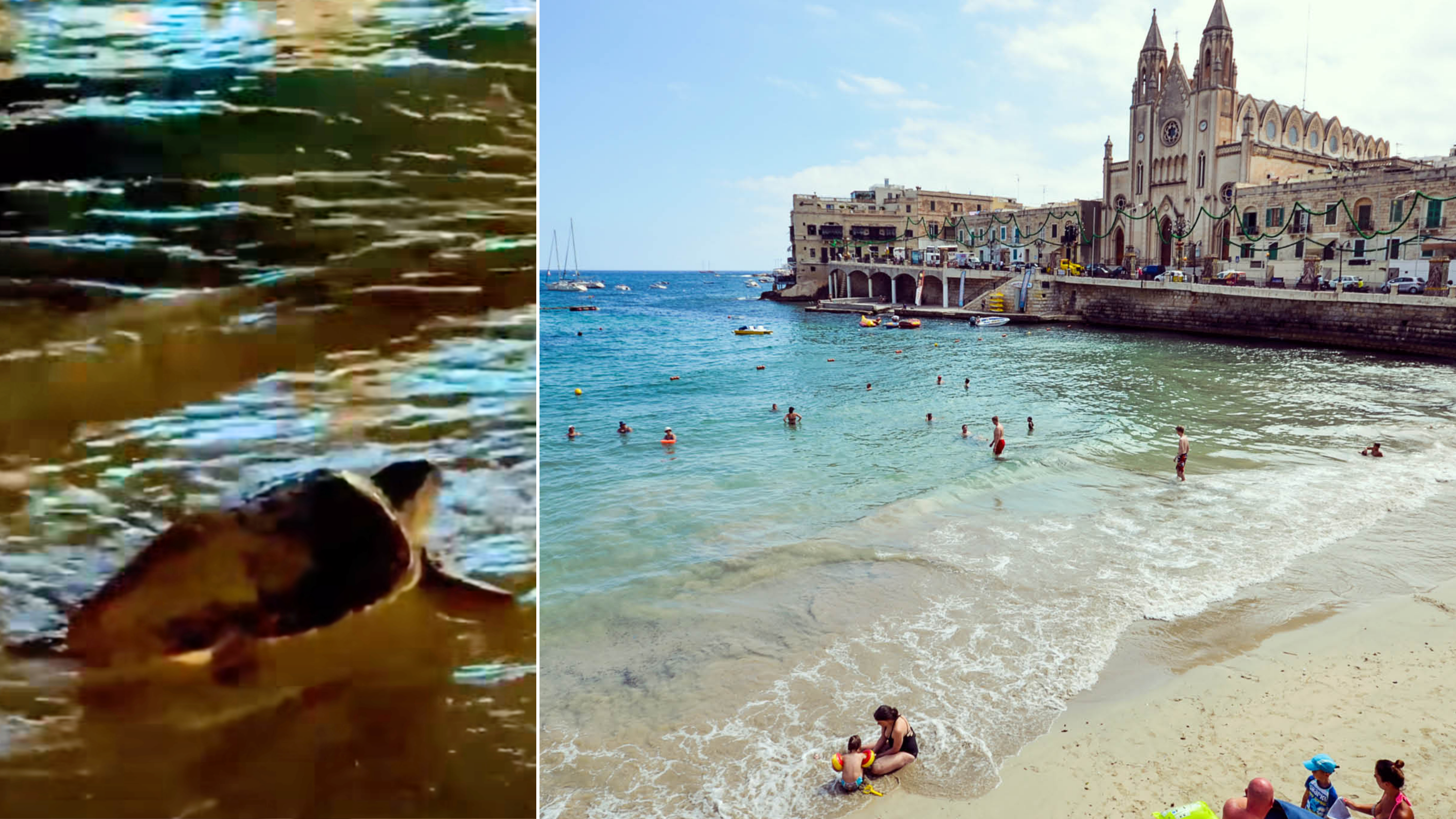 Loggerhead turtle spotted on Balluta Bay as climate pressures drive species to Malta's busy beaches