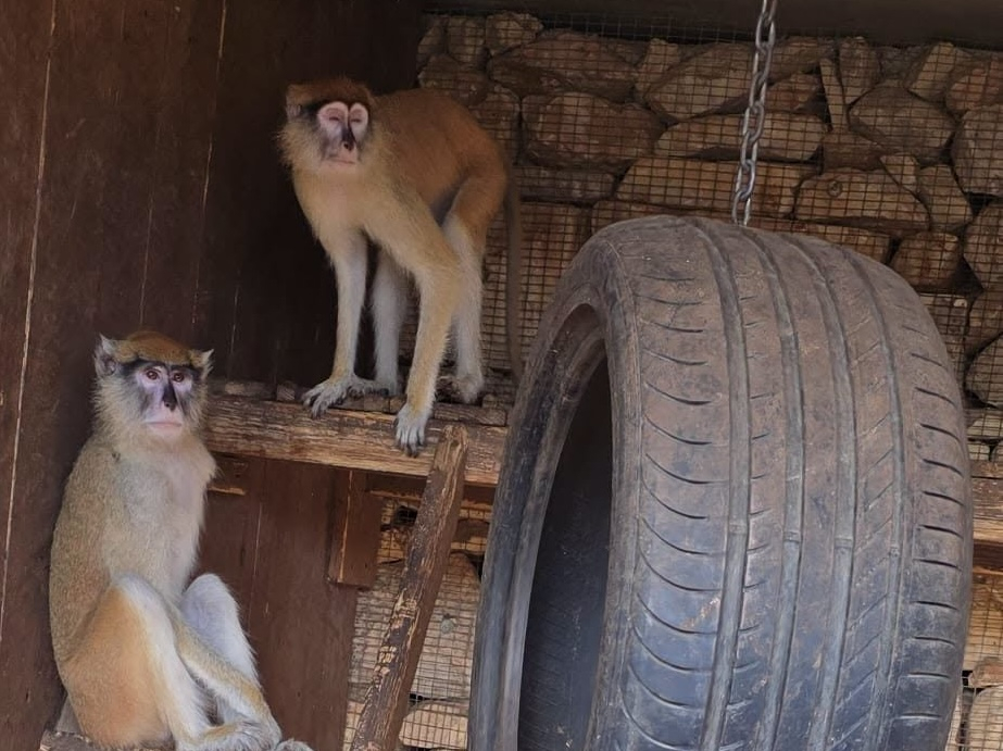 Six monkeys were confiscated by the Animal Welfare Department 