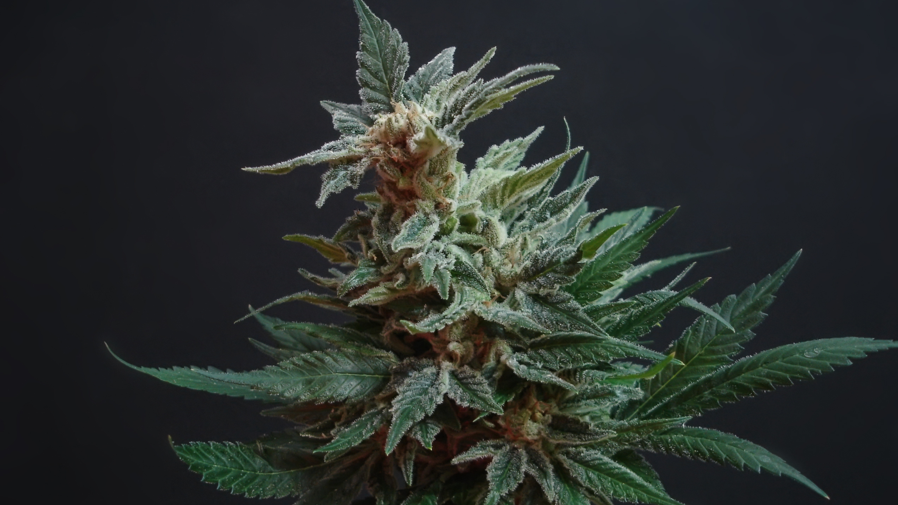  The prosecution alleged that the accused was involved in the cultivation of cannabis plants without the necessary licences or permits