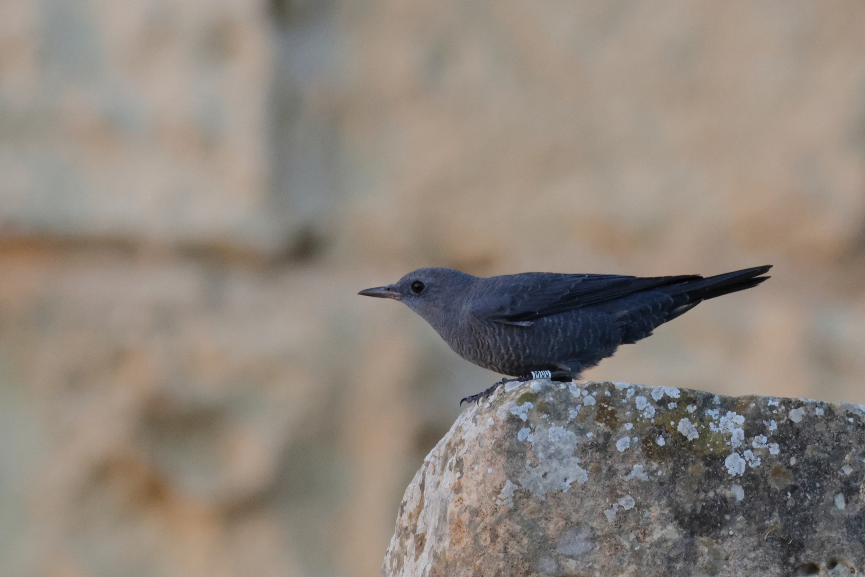 Three different types of colour-rings are used in this project: white rings for Blue Rock-thrushes ringed on Malta, yellow rings for those ringed on Gozo, and dark blue rings for those ringed on Comino