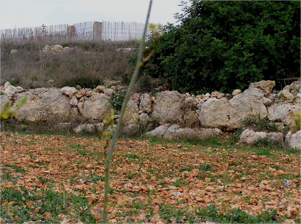 A long stretch of megaliths now utilised as part of a rubble wall scheduling