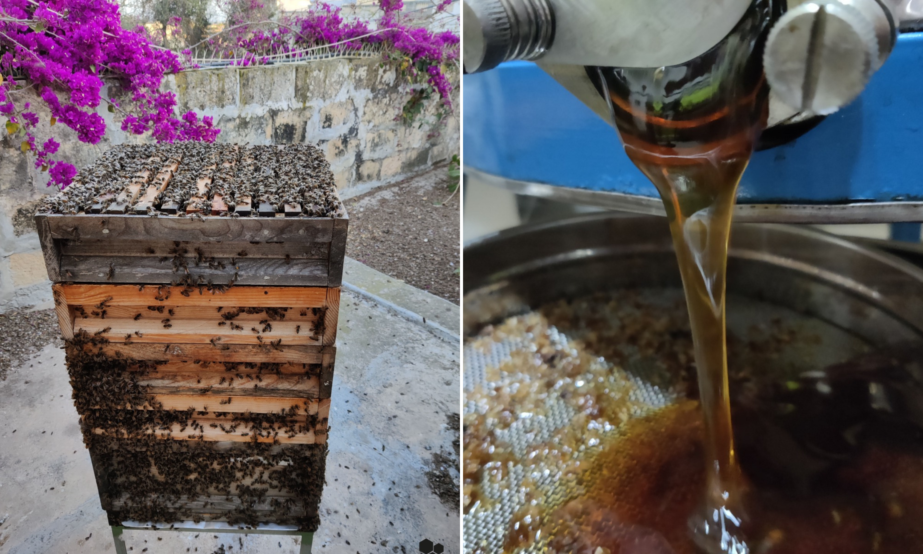 €1 million may not be enough to protect Maltese honey bee ...