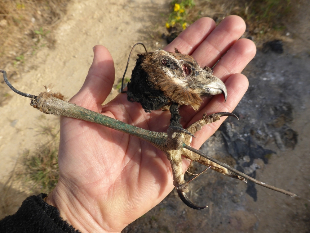 Illegal bird trophy collection found at Burmarrad - CABS