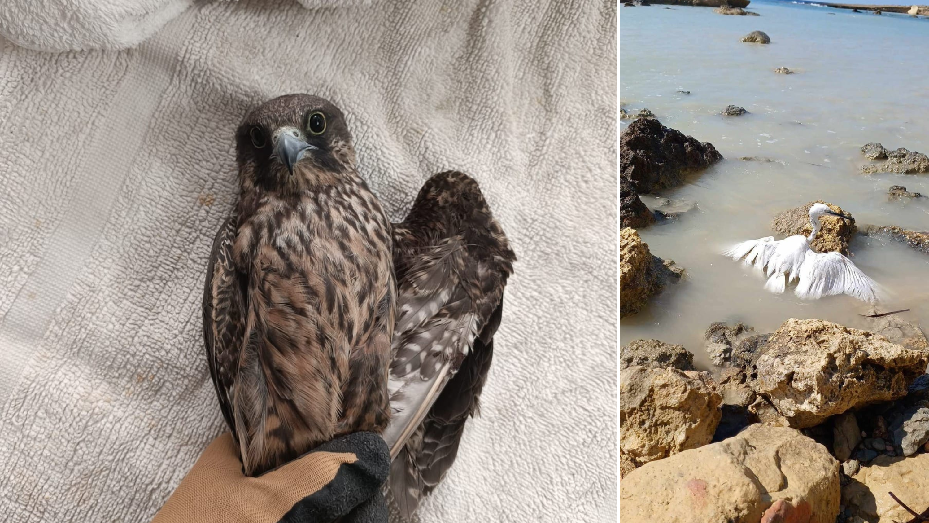 BirdLife flags several illegalities six days into autumn hunting season