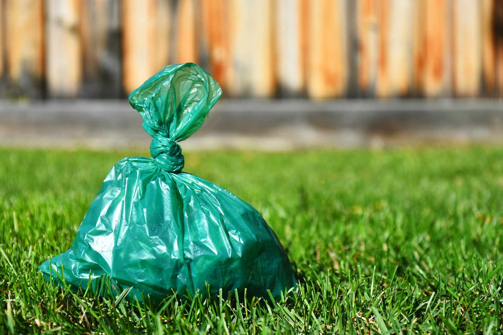 Just 16 fines in three years for illegal disposal of animal waste: PQ