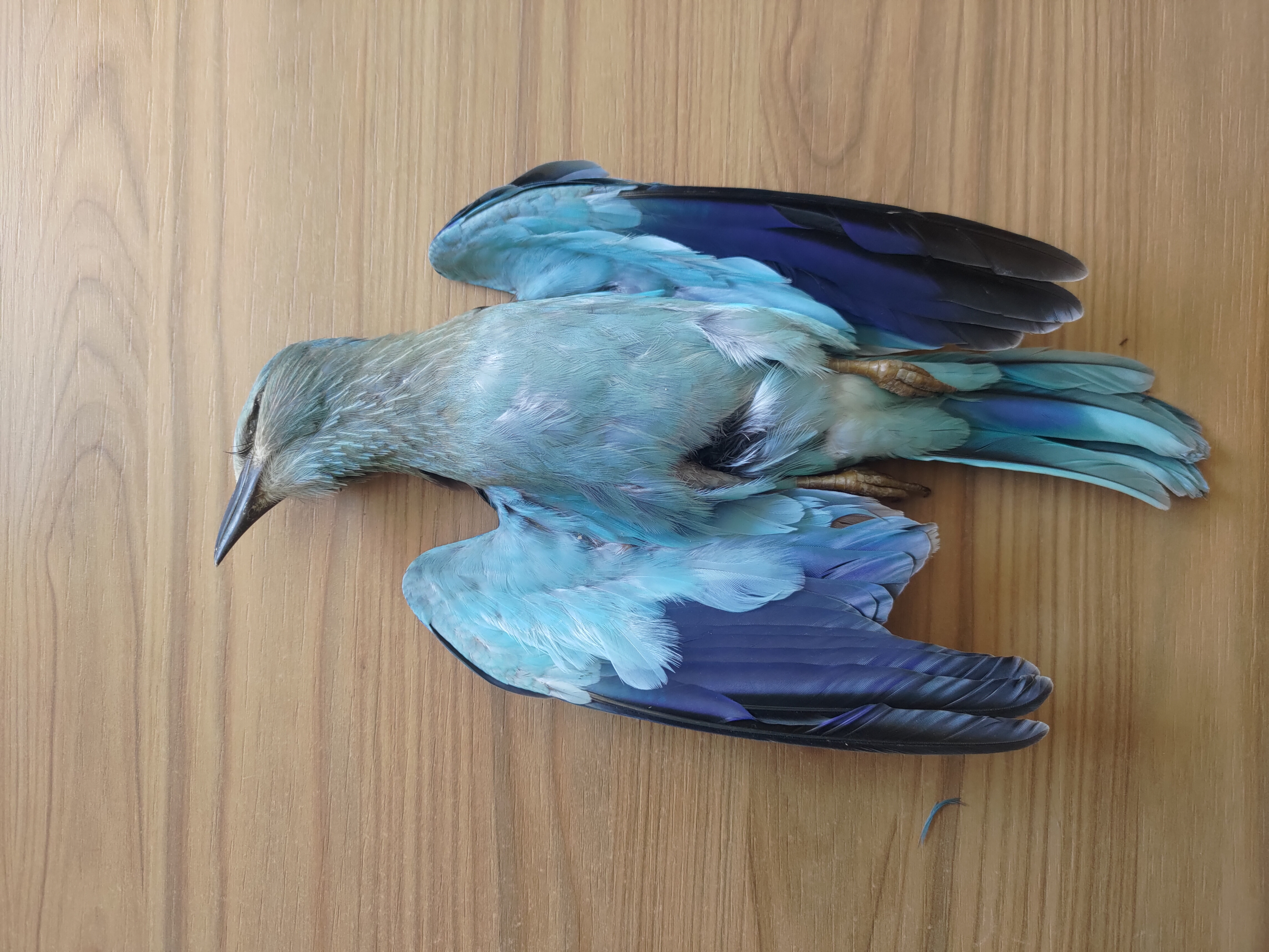 ORNIS approves government proposal to cut penalties for hunting illegalities