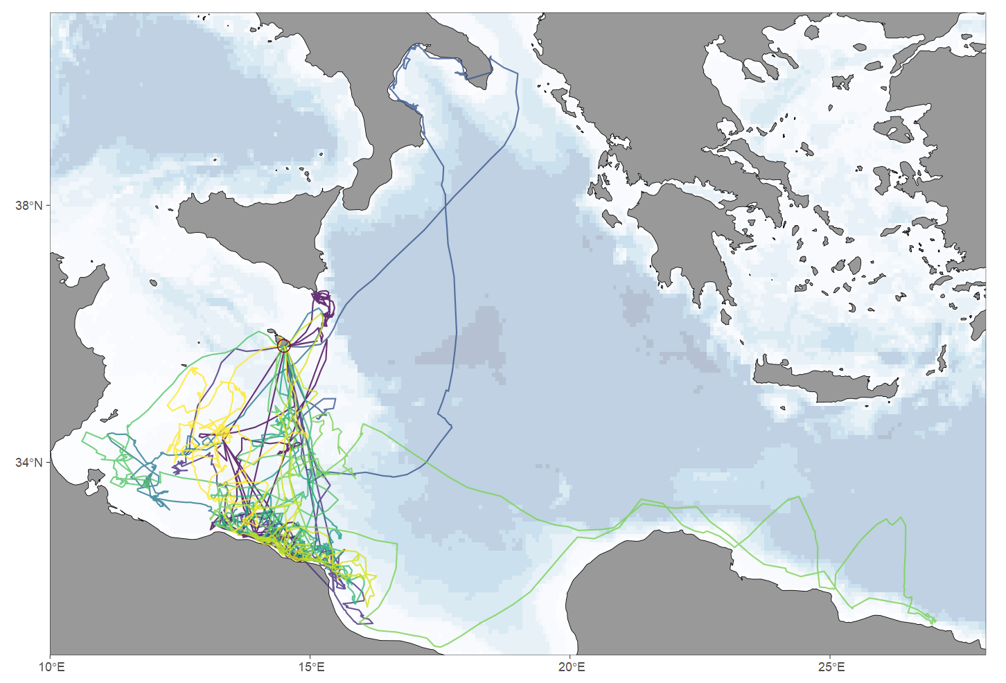 GPS tracks of ten female Scopoli’s Shearwaters, each lasting over 20 days, just before returning to their nest in Malta to lay (Photo: Benjamin Metzger)