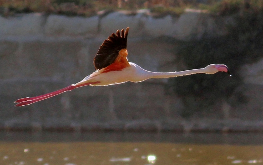 The Greater Flamingo currently resident at Salina stretches its wings on a short flight between the different pools of the salt pans. Photo by Timothy Micallef