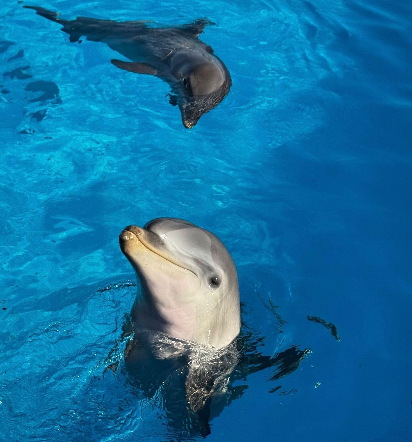 The experts recorded affiliative behaviours, including pair swimming and flipper rubbing, particularly between the pairs Rohan-Ulisse and Luqa