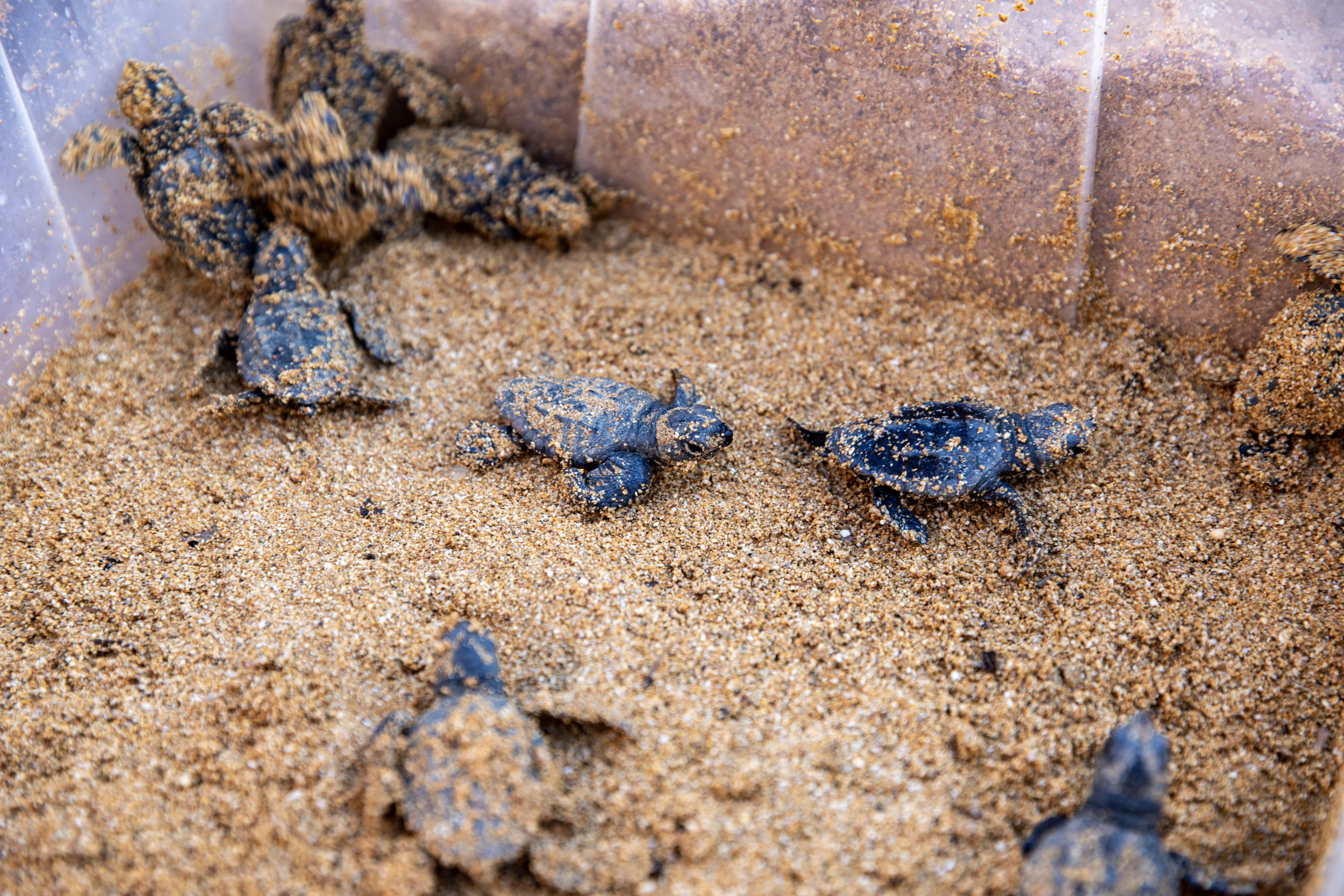 First turtle nest of the year hatches, 79 turtles released into the wild