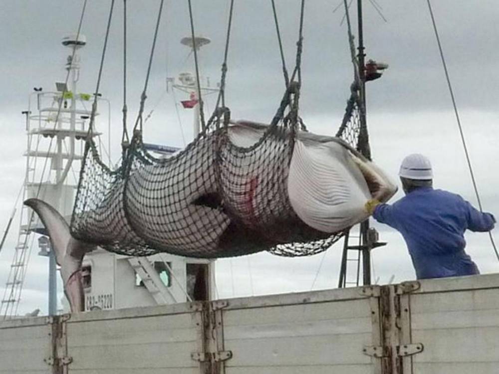 A dead minke whale is unloaded in Kushiro on the Japanese island of Hokkaido