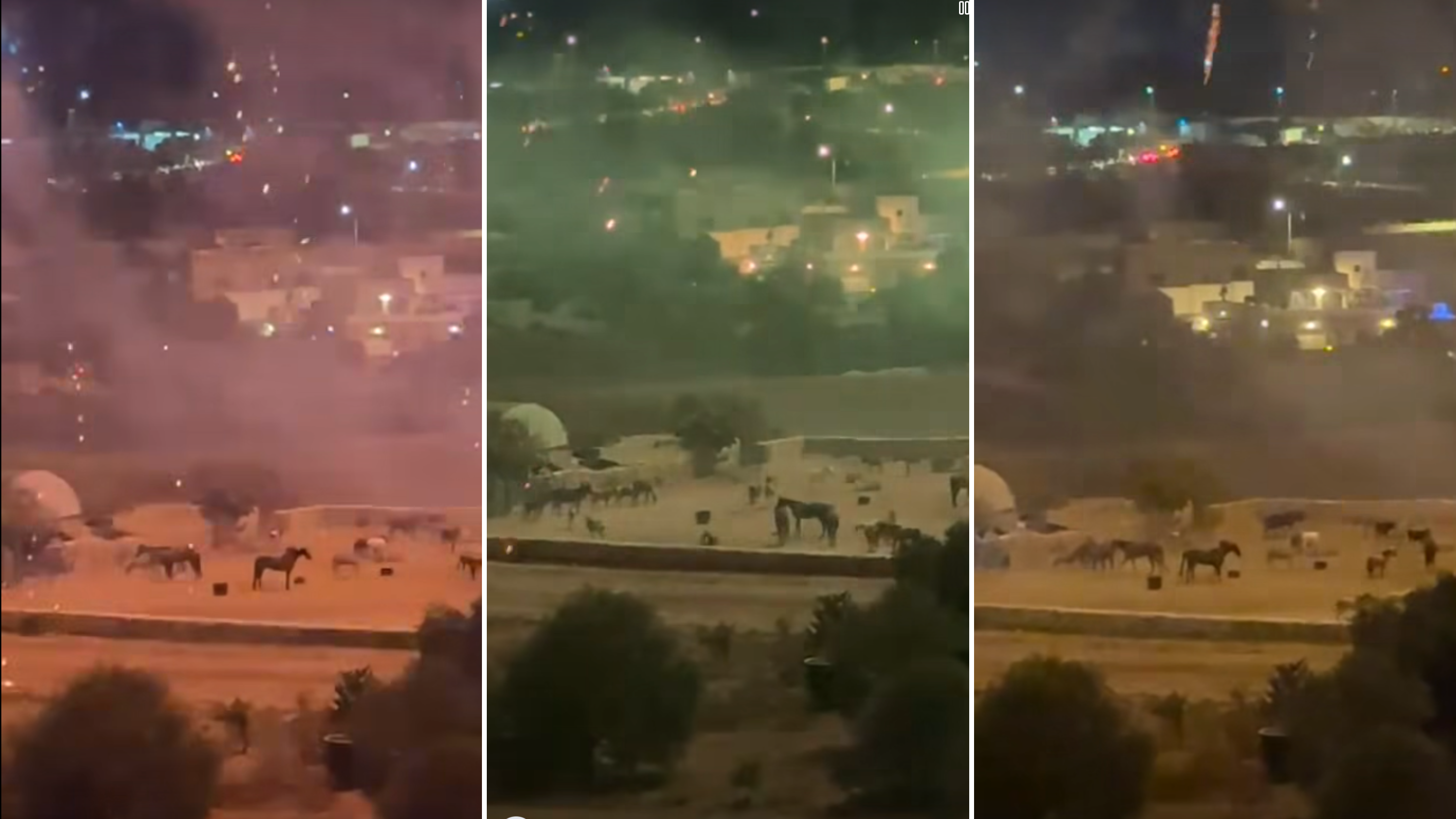 WATCH | Fireworks association says owner to blame over unsafe environment for horses during festa