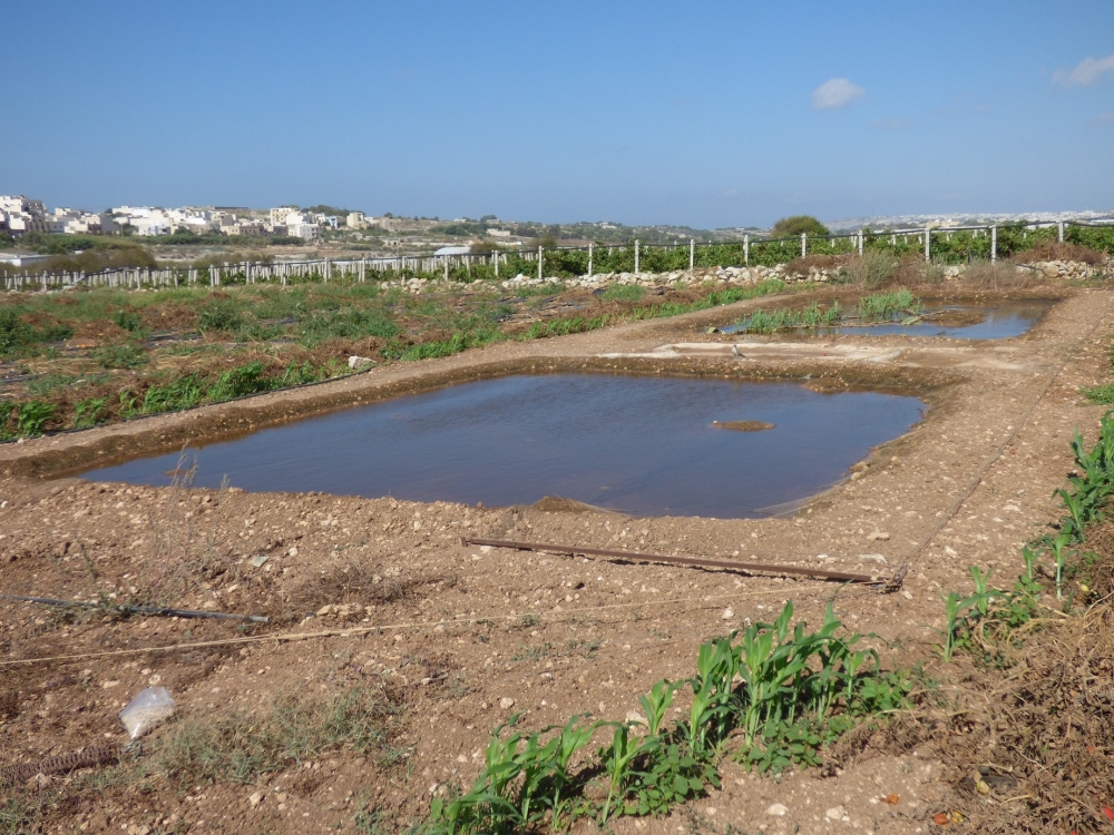 Illegal wader trapping site with pond - Bingemma 31 July 2014 - CABS