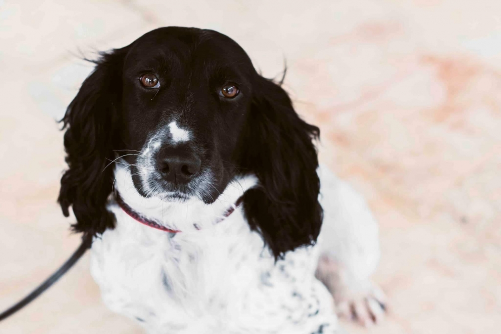 Airport canine cop sniffs out €233,000 in passengers’ luggage