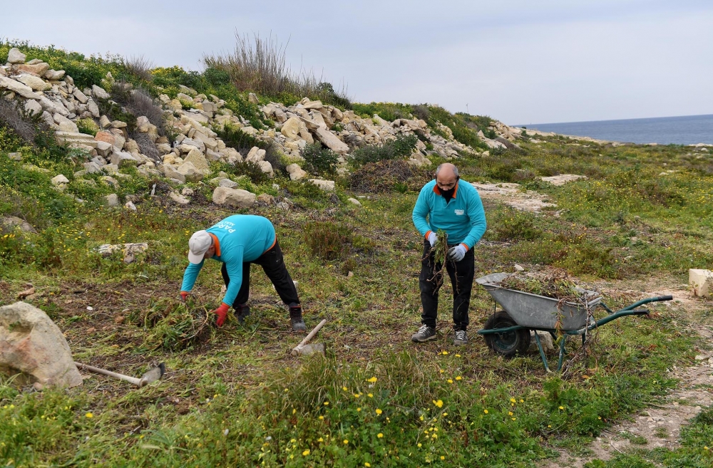 Parks Malta worker cleaning the Inwadar Park before afforestation begins