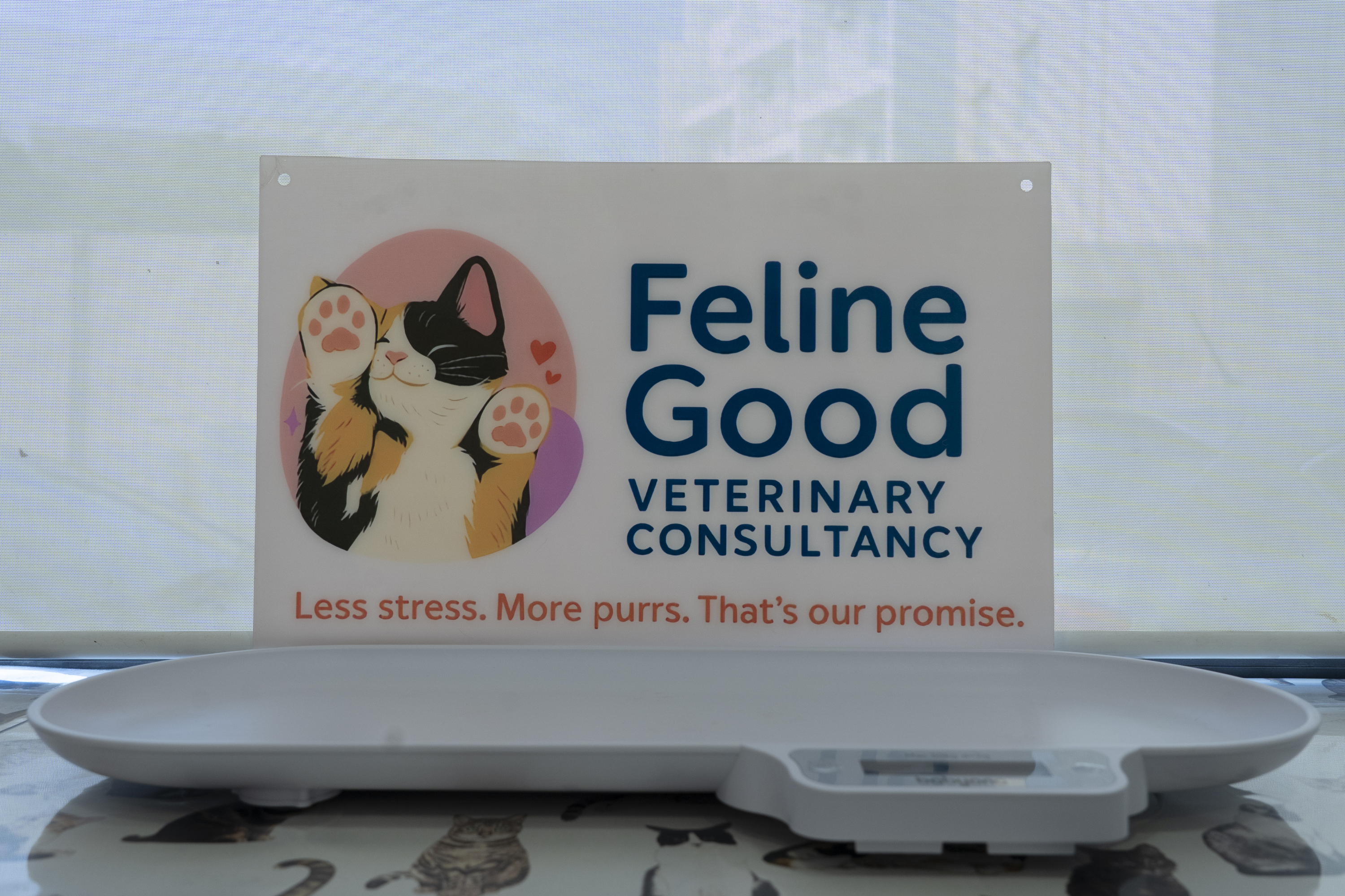 Feline Good is the first cat-exclusive veterinary consultancy (Photo: James Bianchi/MaltaToday)
