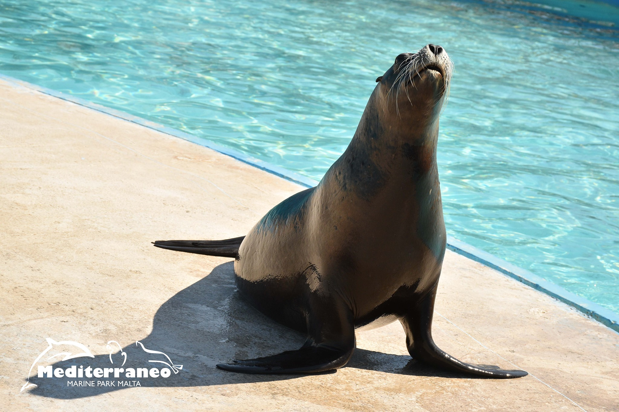 According to the report, Junior, who is ironically the park’s oldest resident having been born in 2003 is in 'good overall health'