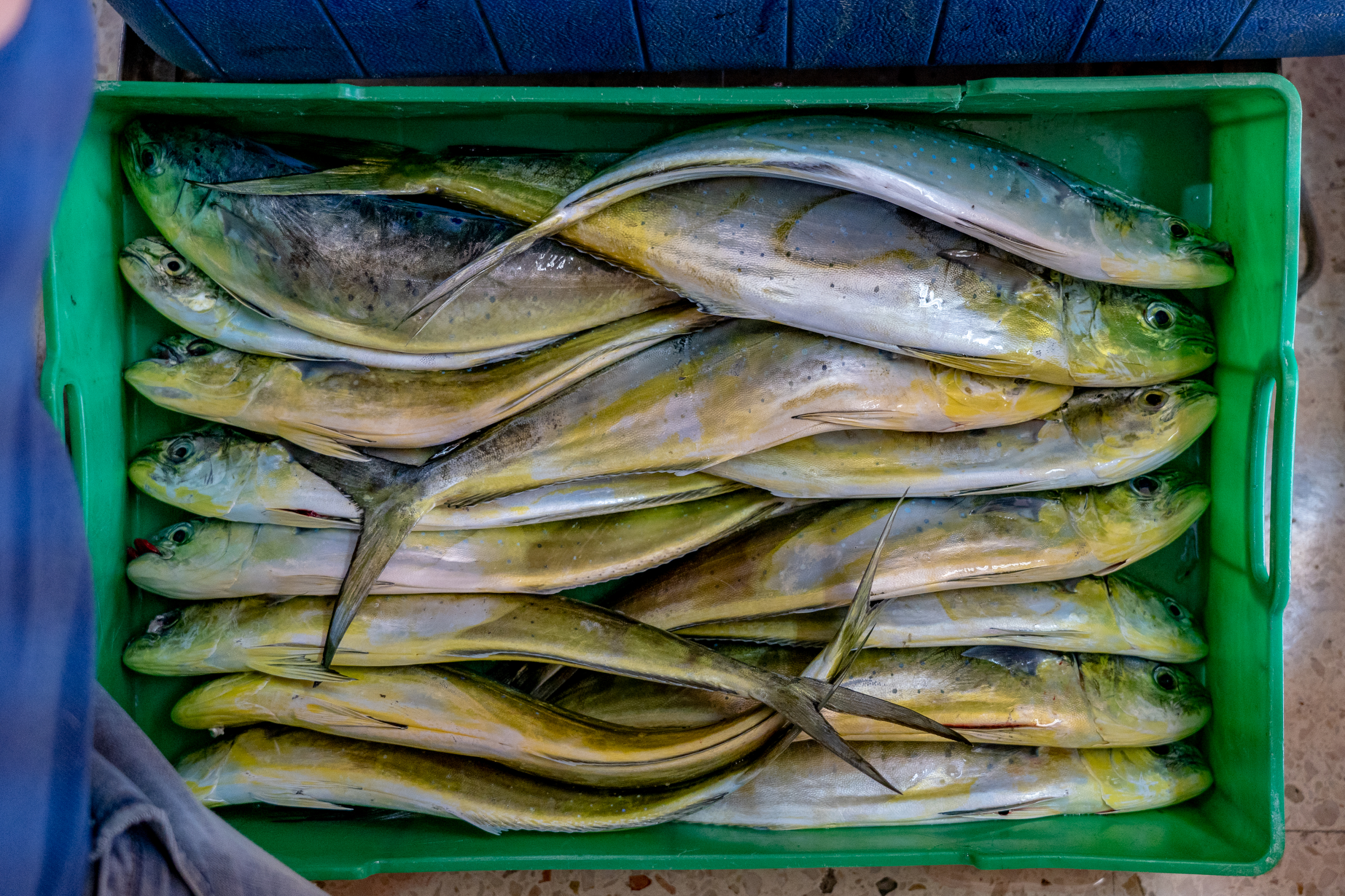 Pilot project to start lampuki season earlier gets commission go-ahead