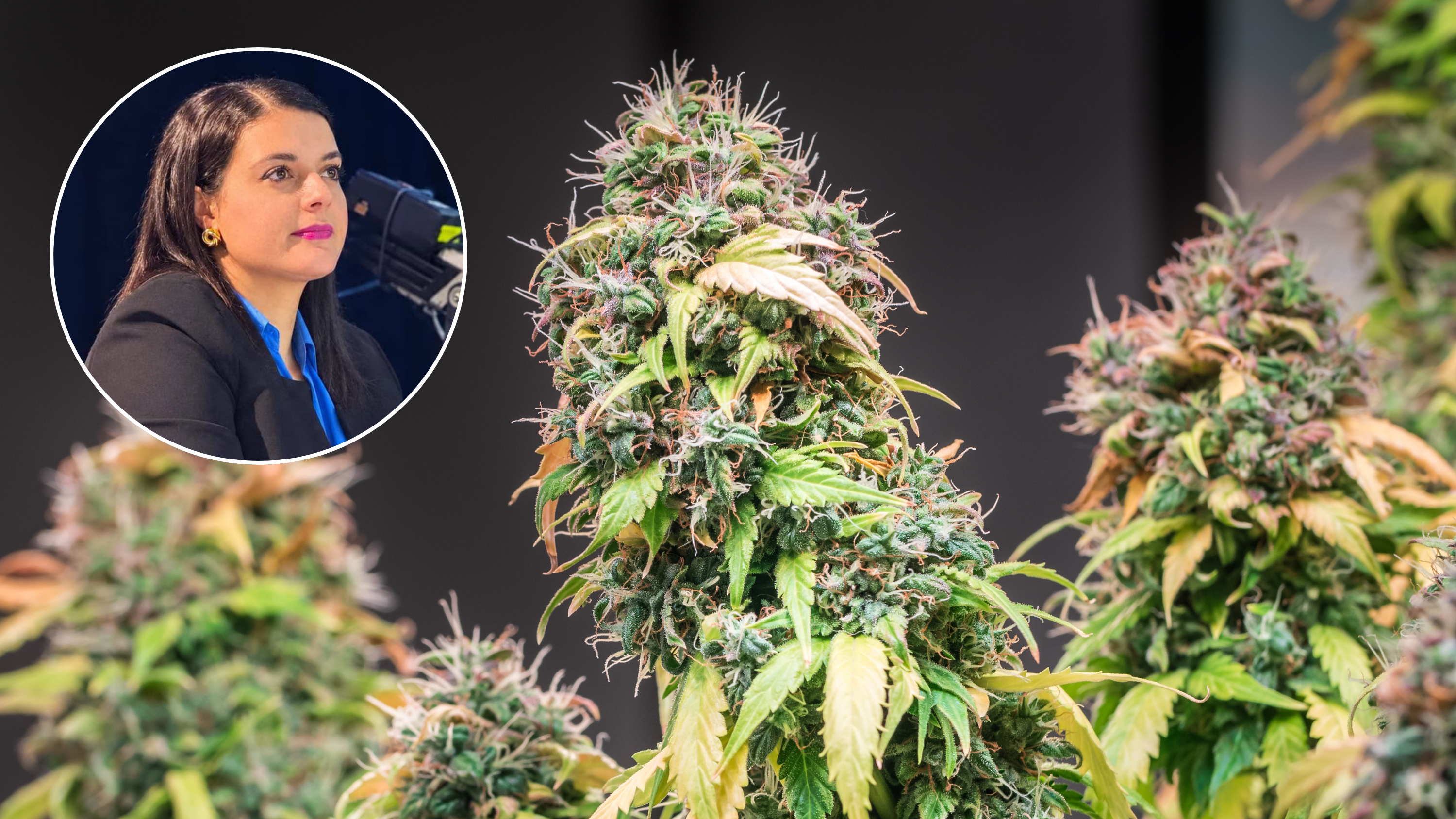 Labour MP Mariah Meli (inset) said an independent and evidence-based review on Malta's cannabis reform should be carried out 