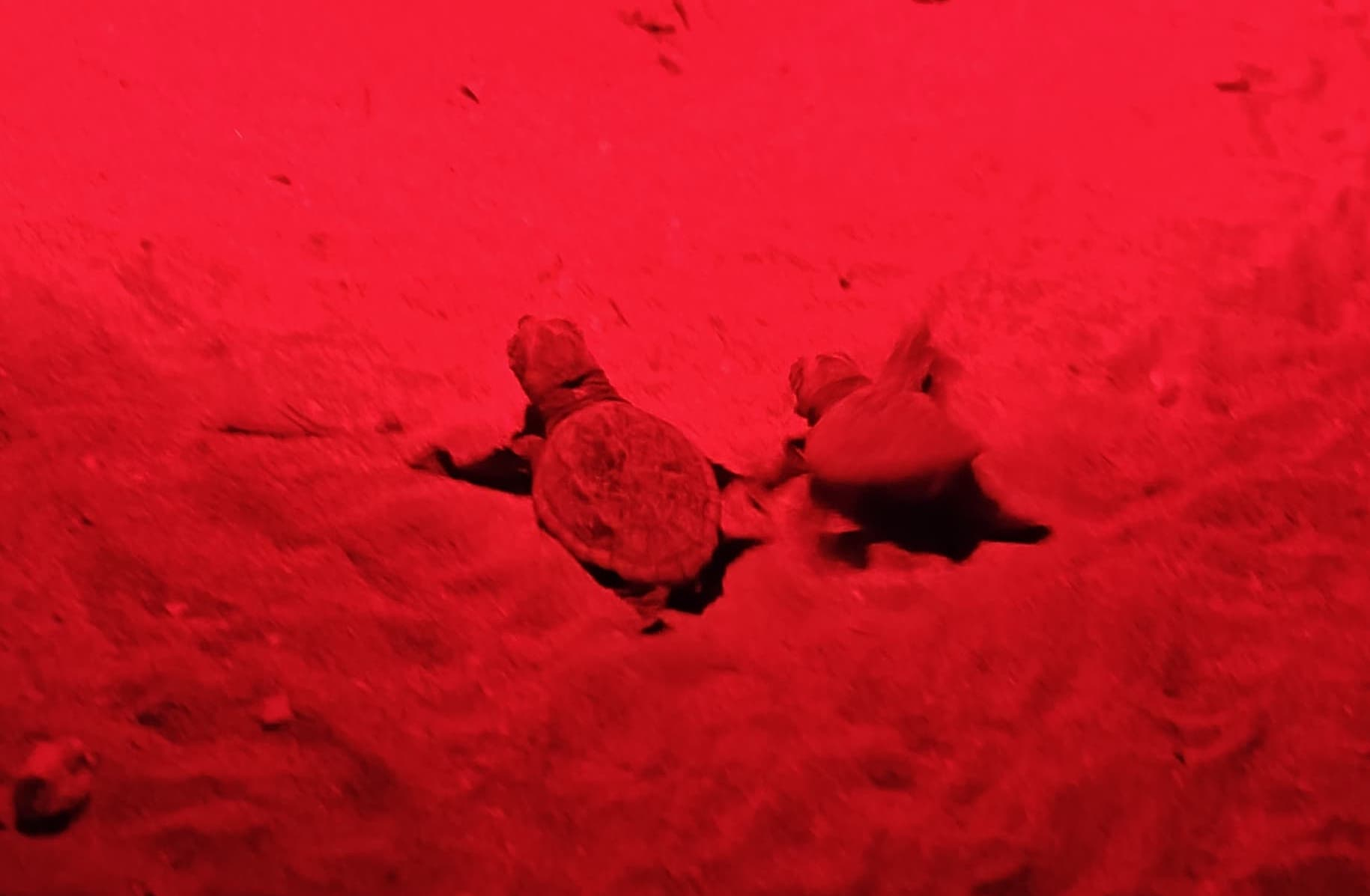 21 hatchlings made their way to the sea from their nest (Photo: ERA) 