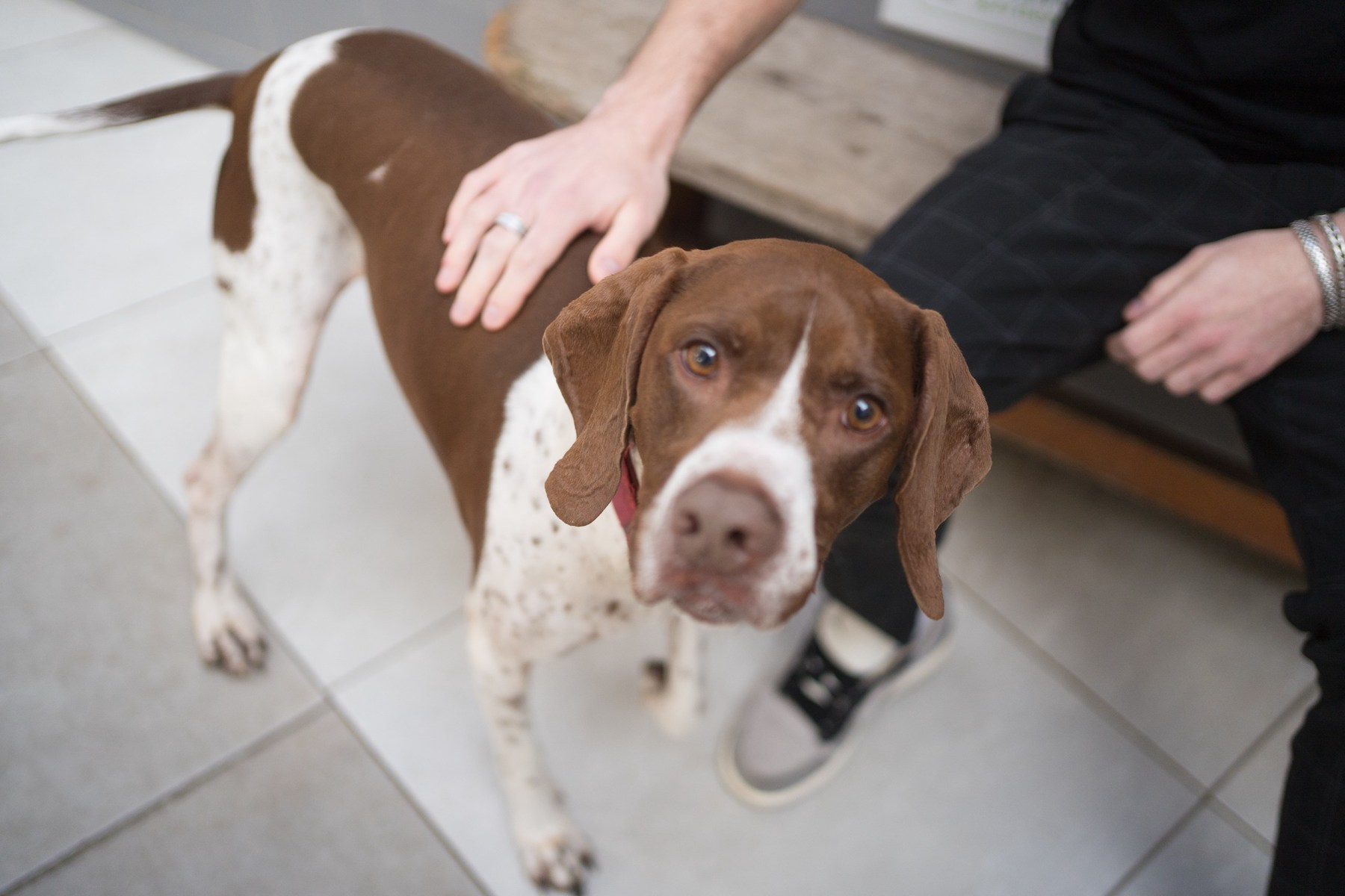 Building long-term impact together: MSPCA and Papaya Ltd share 2025 partnership outcomes