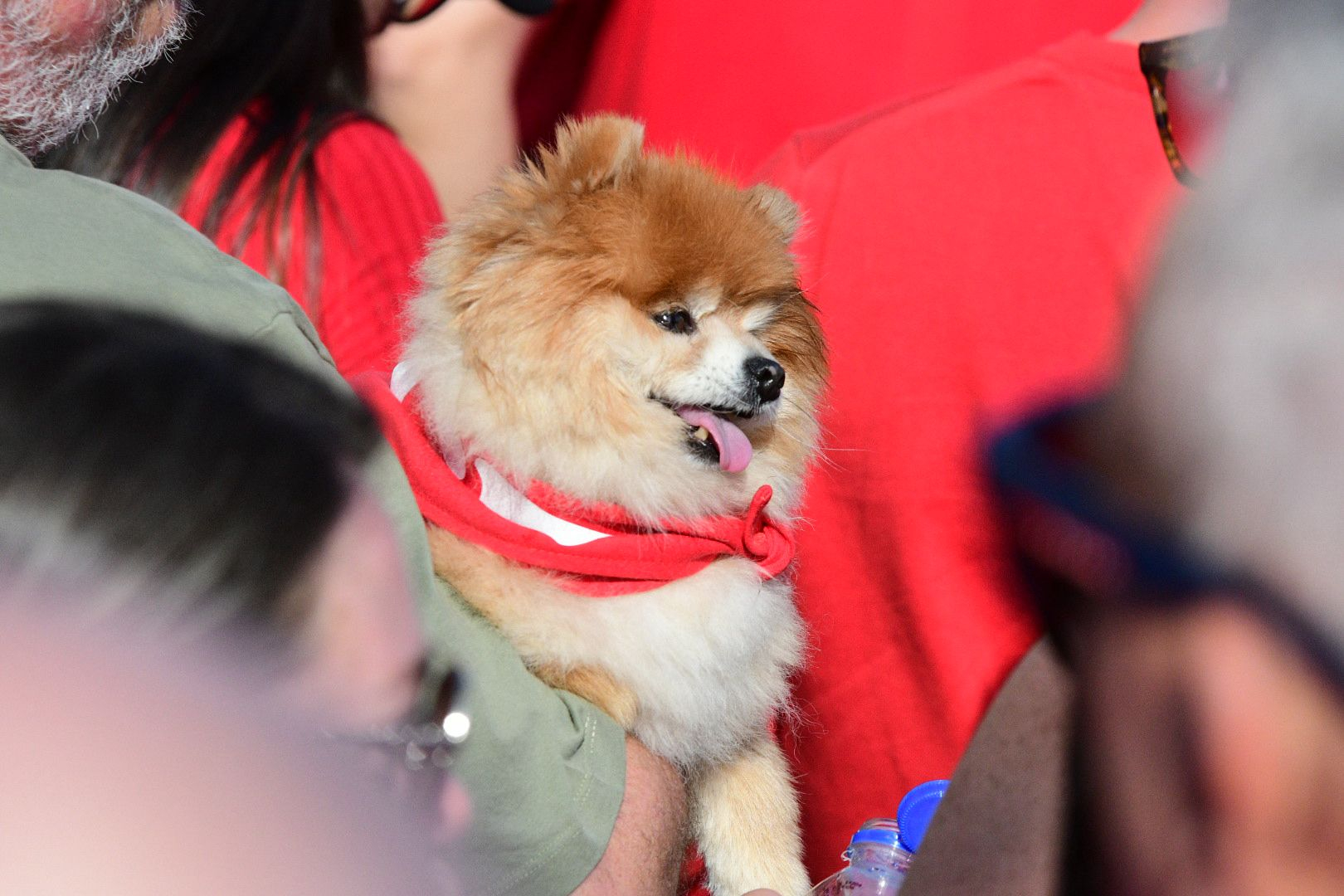 Bark if you're voting (Photo: James Bianchi/MaltaToday)