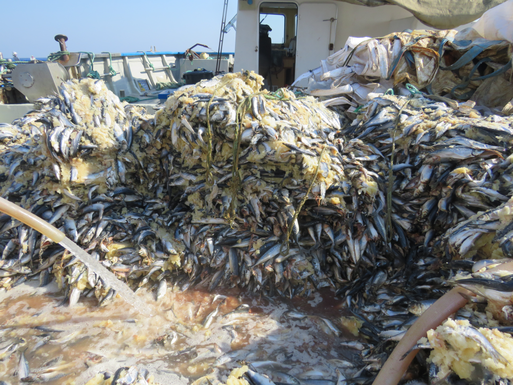 Fish farm operators inspected at least three times a week, ERA says