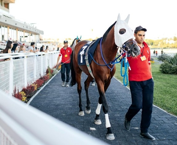 Why bookmakers rarely lose: The role of overround in horse racing market