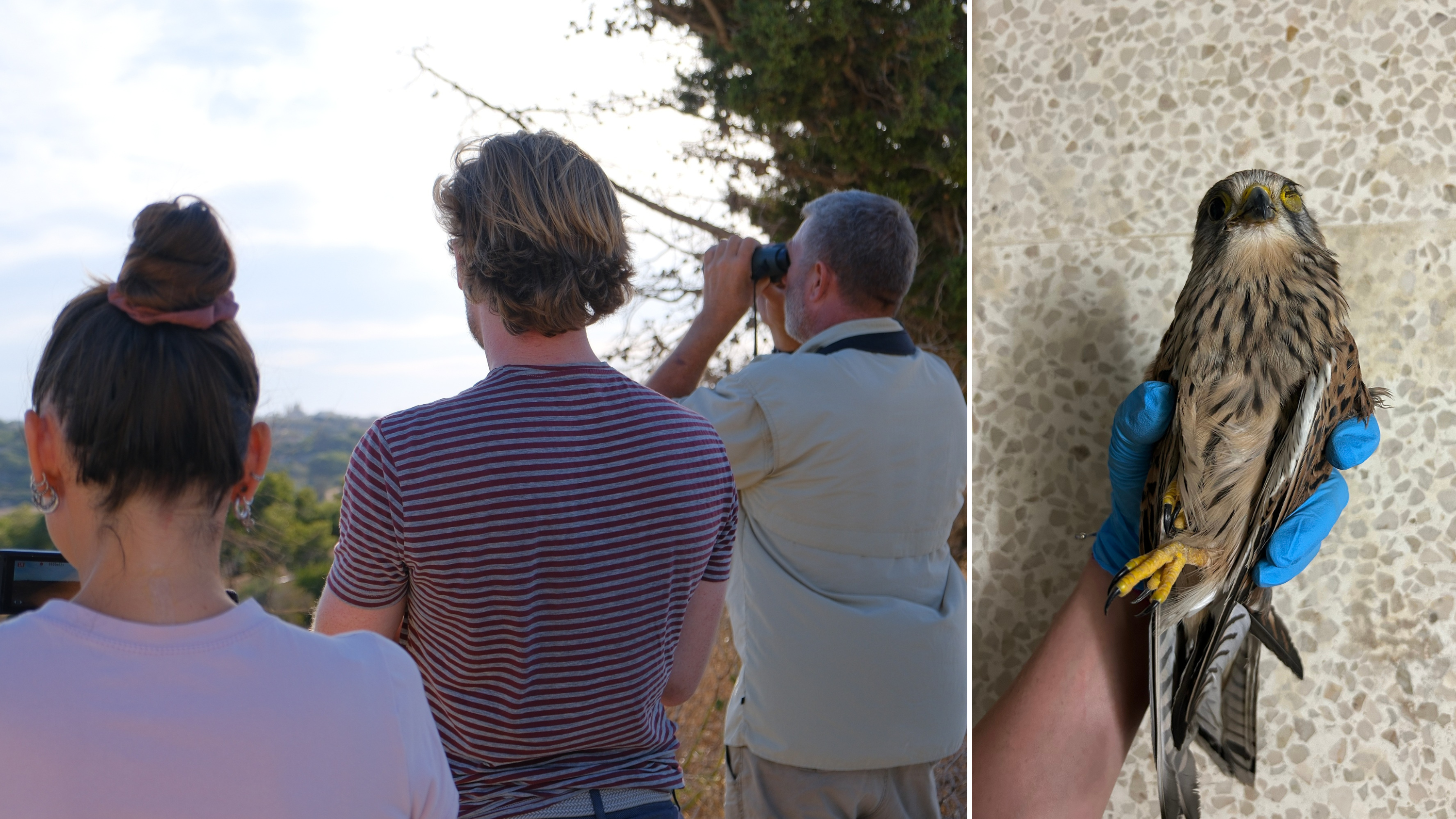 BirdLife Malta highlighted the scale of illegal hunting in Malta, with 242 incidents recorded in less than a month (Photos: BirdLife Malta)