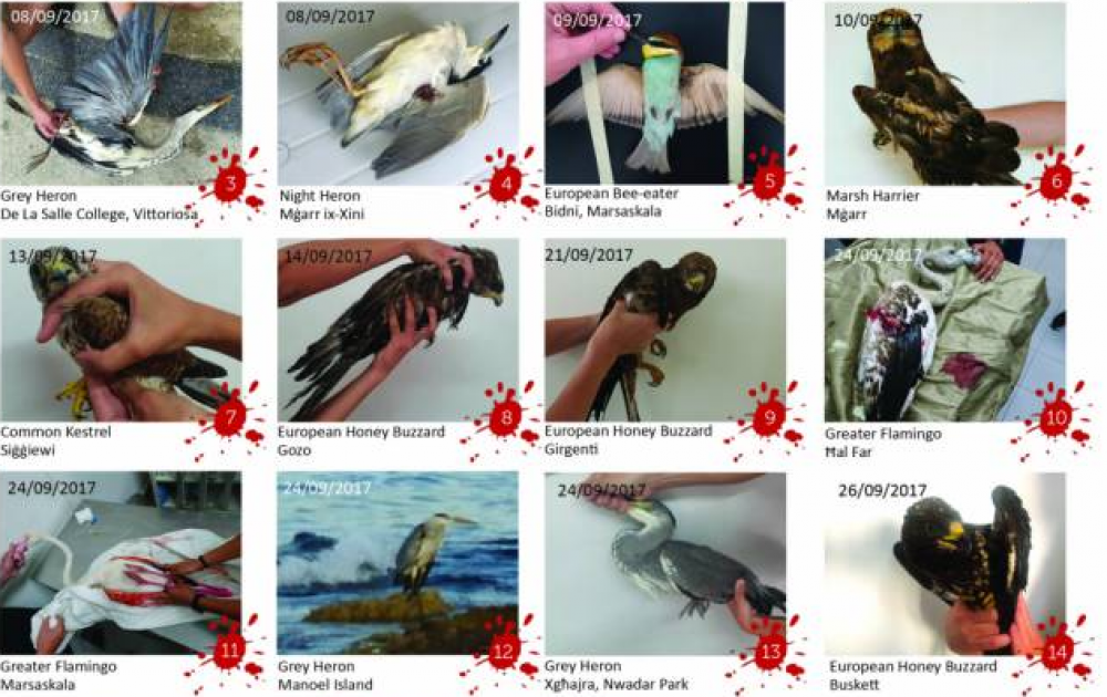 12 of the shot birds recovered by BirdLife Malta