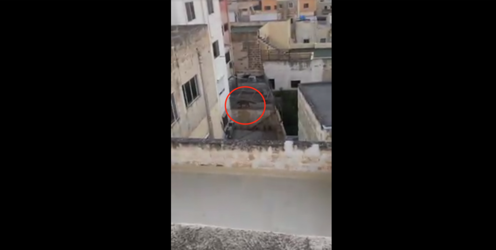 [WATCH] Animal welfare investigating reports of large feline on private roof