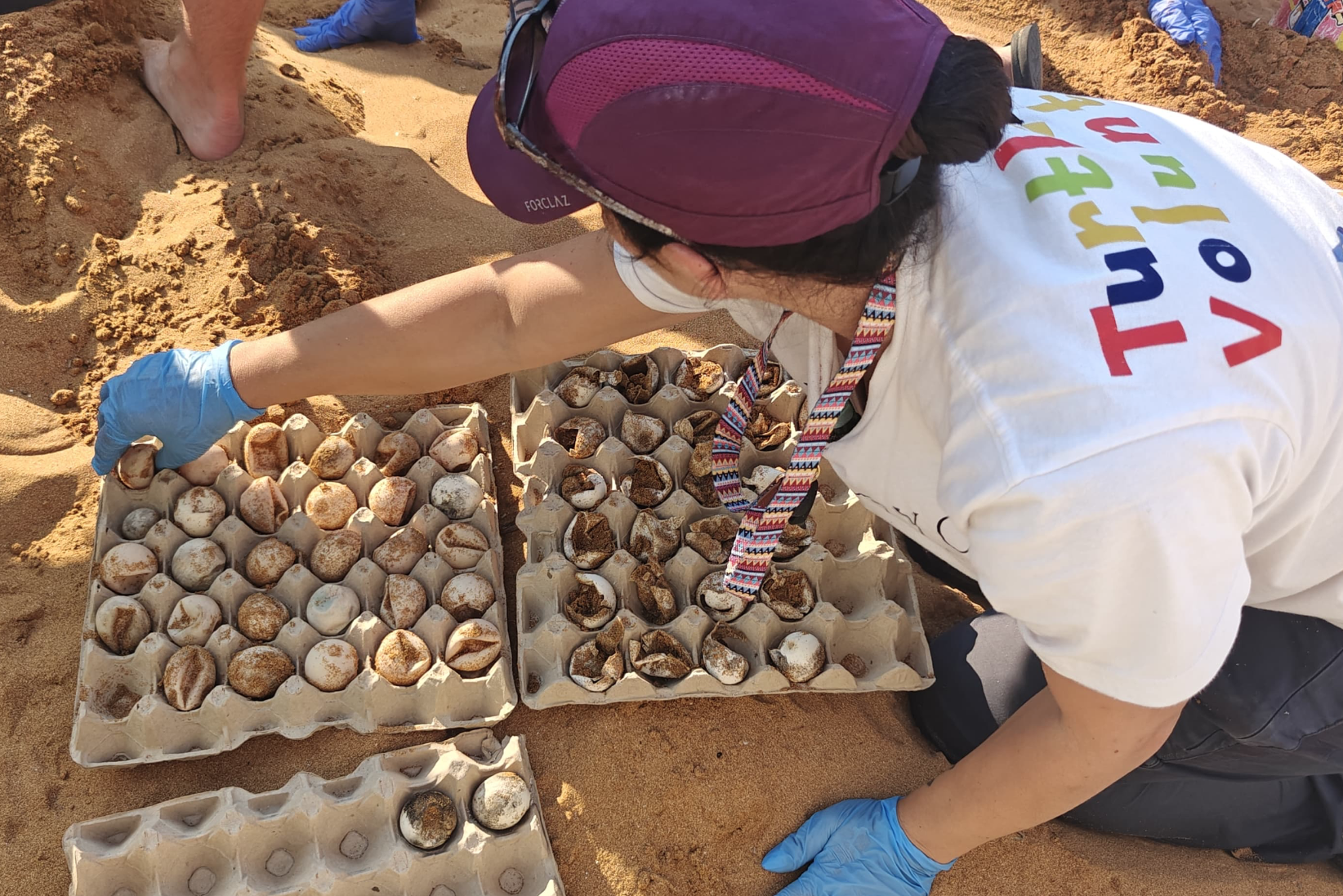 Volunteers and officials excavating the nest at Ramla Bay (Photo: ERA)