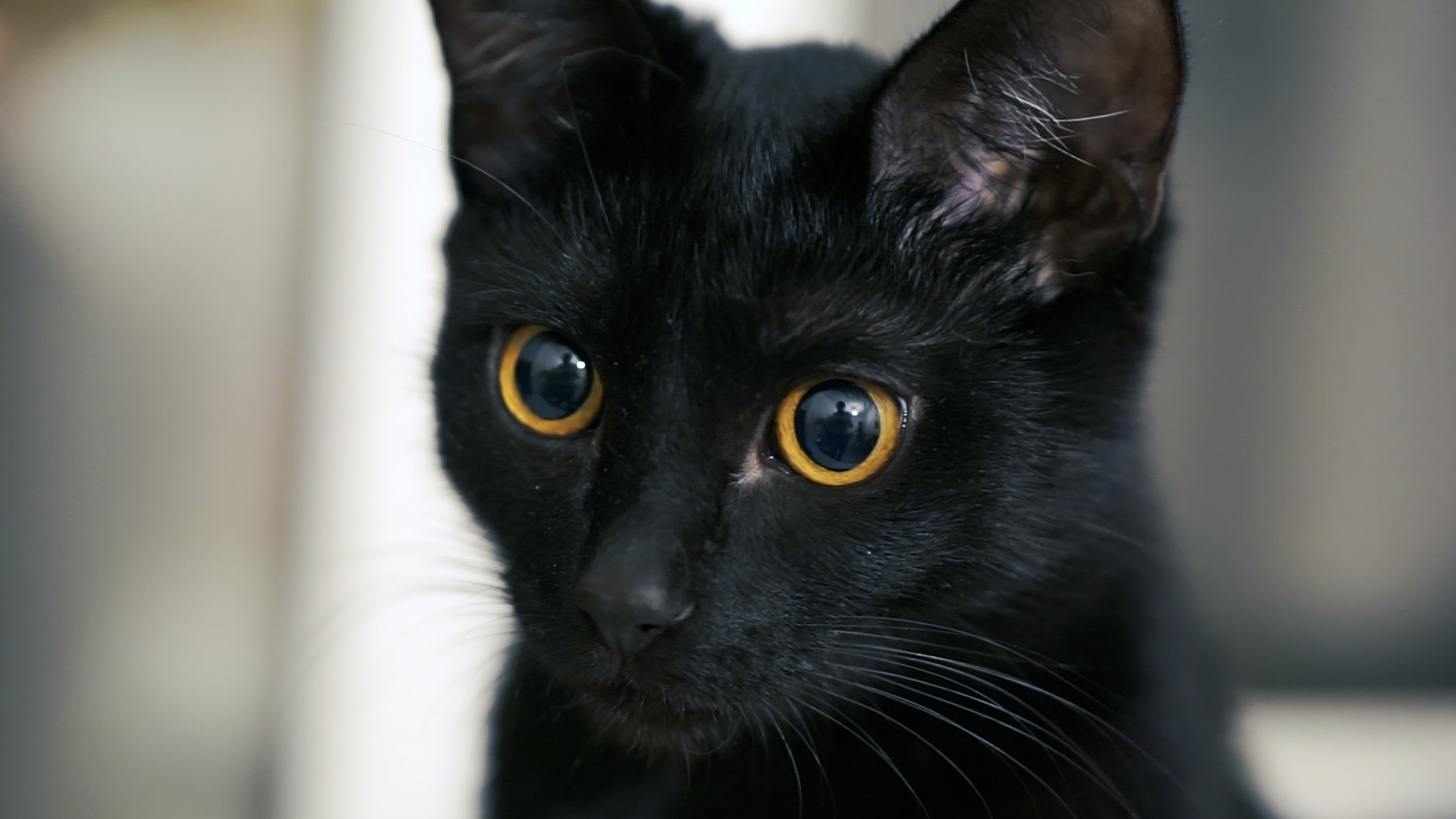 More than 700 stray cats neutered in 2025