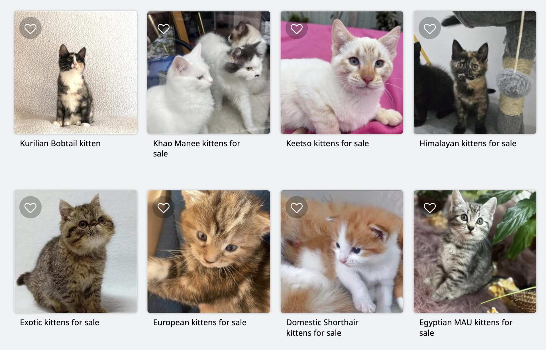 Designer cats for sale by wernermaserkopf