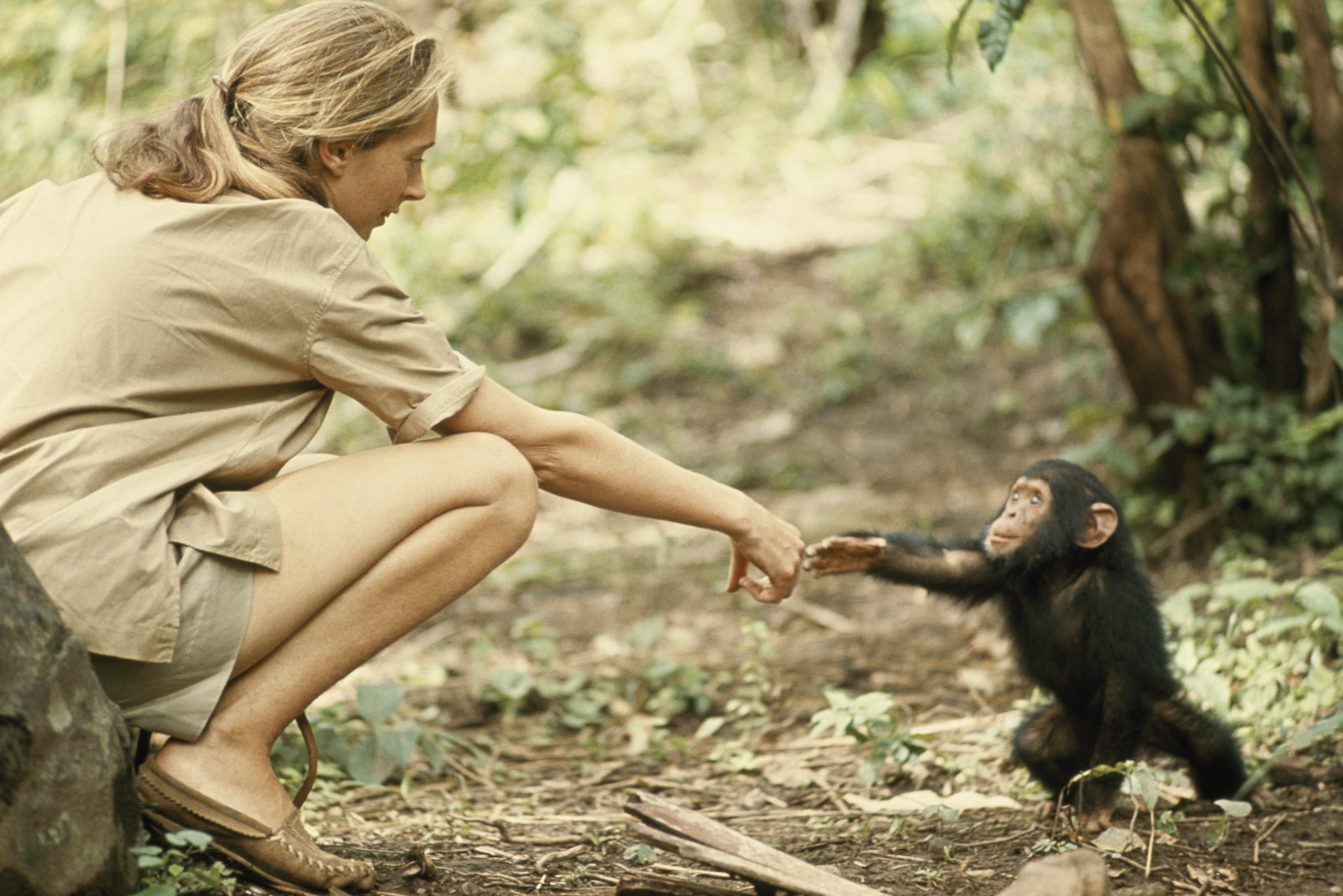 Jane Goodall 