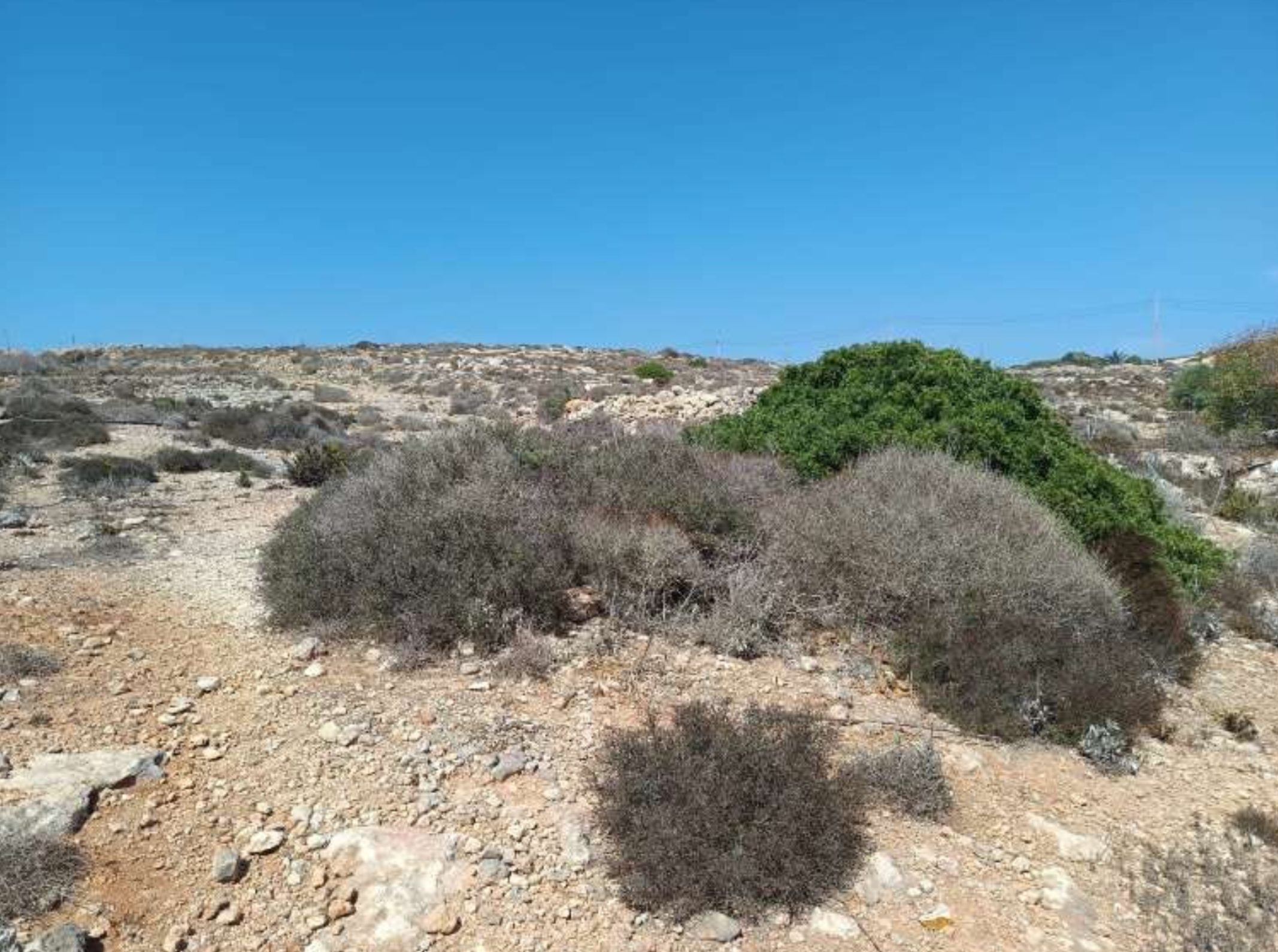 Garigue found in the area which will be taken up by hotel development