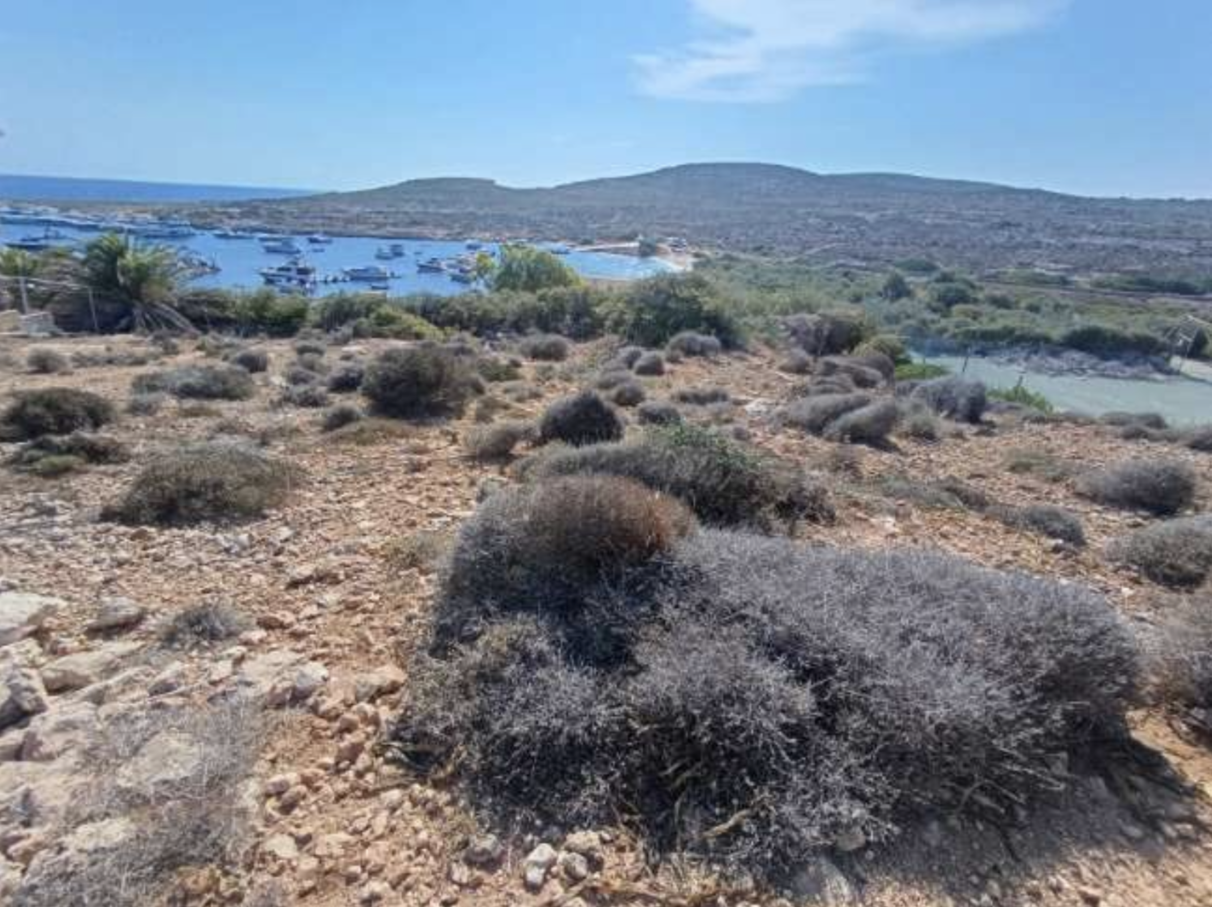 Garigue found in the area which will be taken up by bungalow development 