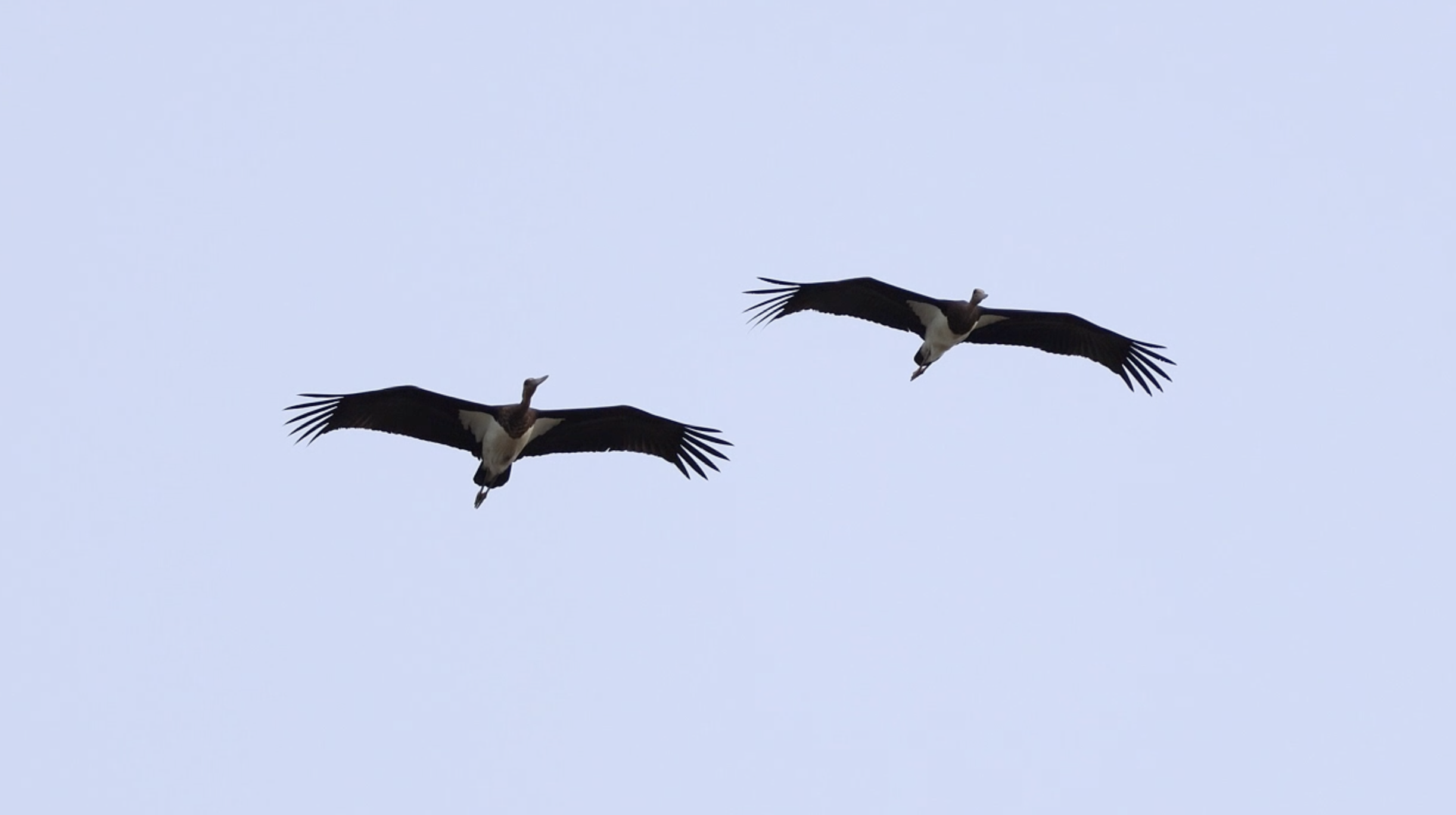 Two Black Storks were shot down shortly after arriving to Malta due to adverse weather conditions 