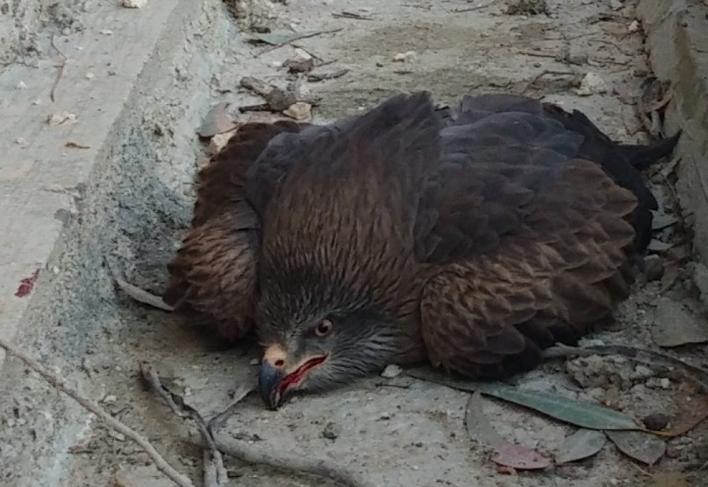 [WATCH] Poachers shoot down Black Kite on its way north for breeding season