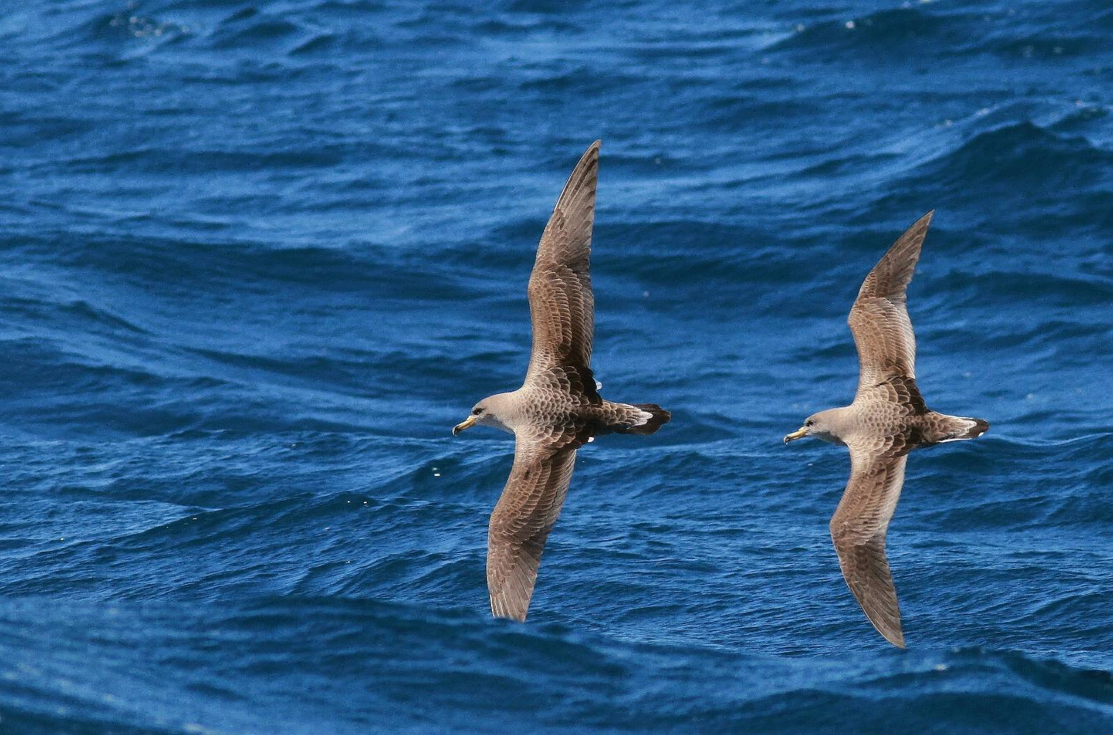 Scopoli’s Shearwaters at sea (Photo: Benjamin Metzger)