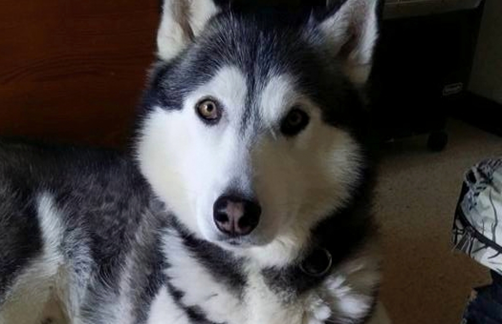 Spice the husky is at the centre of a dispute between neighbours