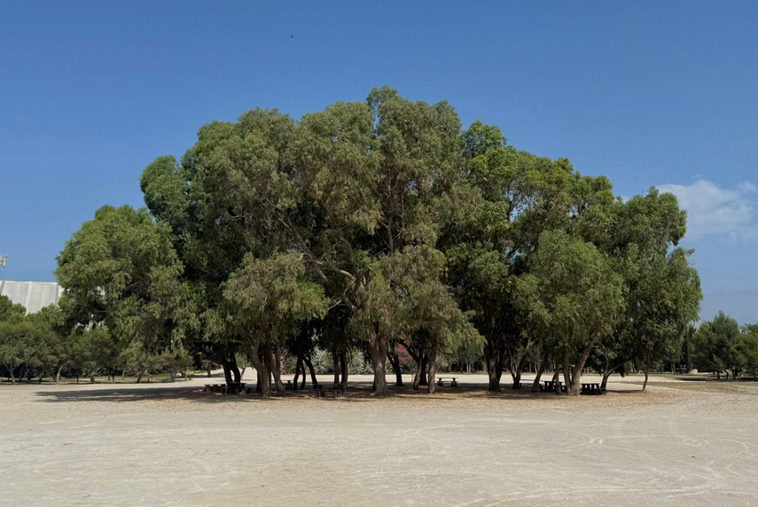 The Ta' Qali gravel controversy persists as we enter the new year with no grass in the picnic area despite the rain