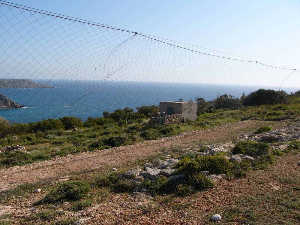 Bag limit for finches already exploited by poachers - CABS