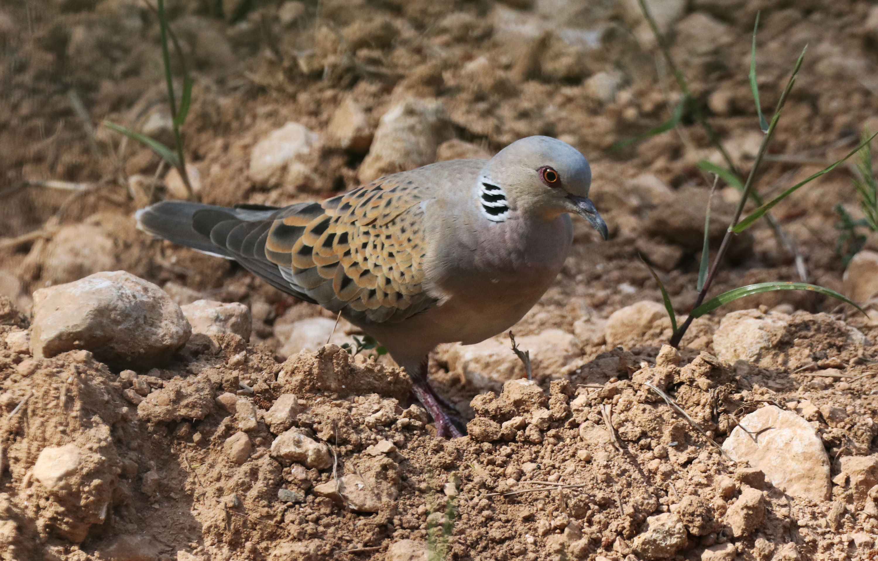 Turtledove (Photo: Birdlife)