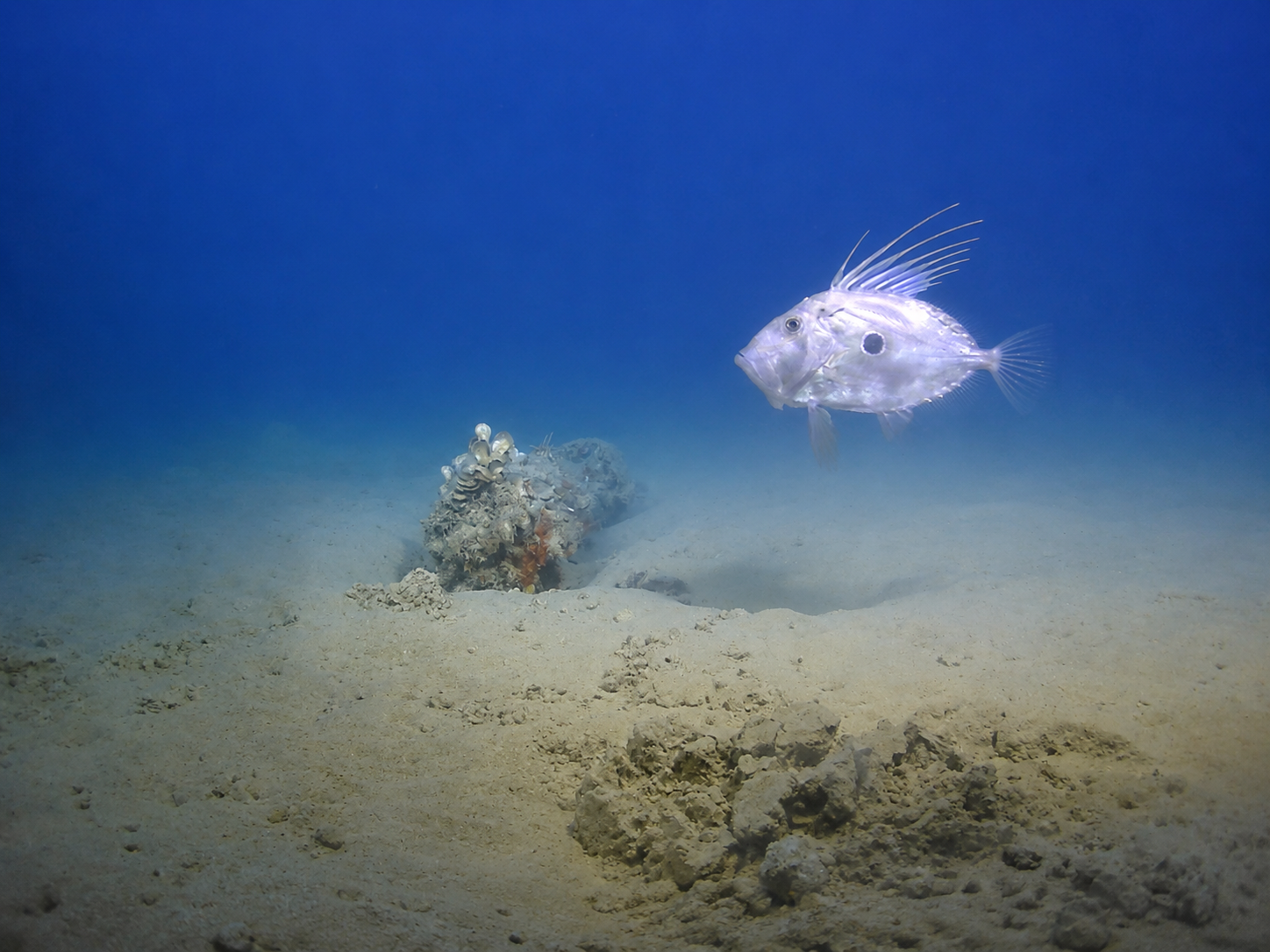 During offshore work, 84 targets were confirmed as unexploded ordnance. As work continued, more buried unexploded items were found beneath previously detected objects, raising the final cleared number to 117 (Photo: ICM)