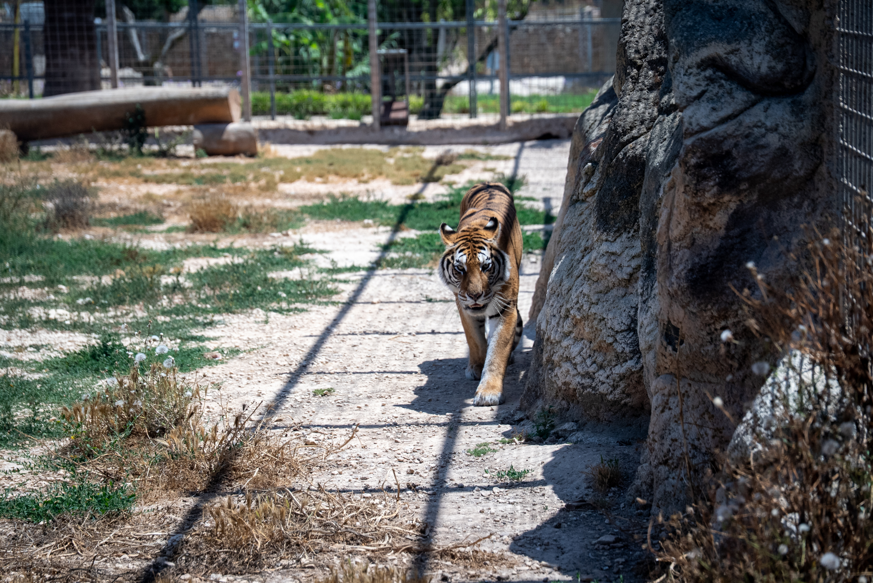 (Photo: FOUR PAWS)